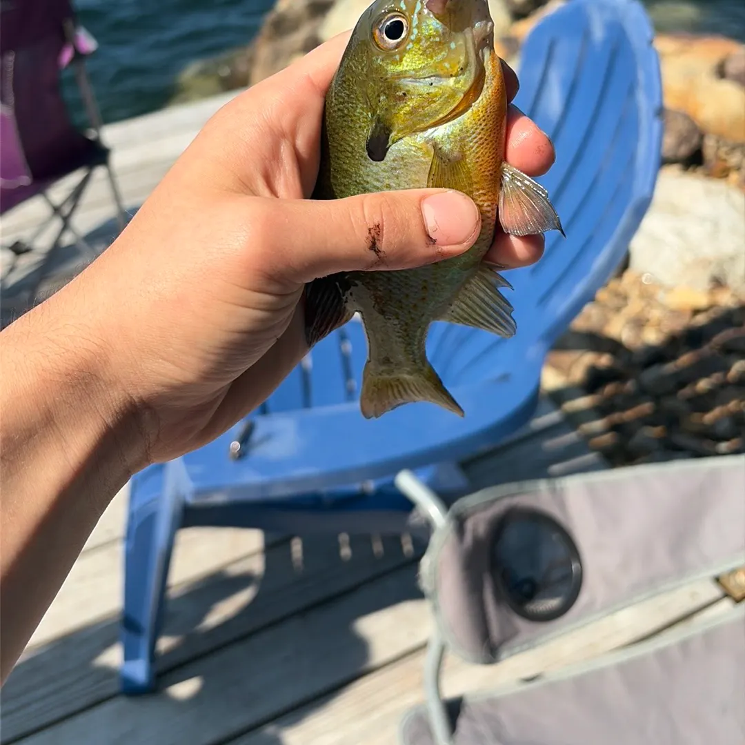 Redbreast sunfish caught on Fishbrain