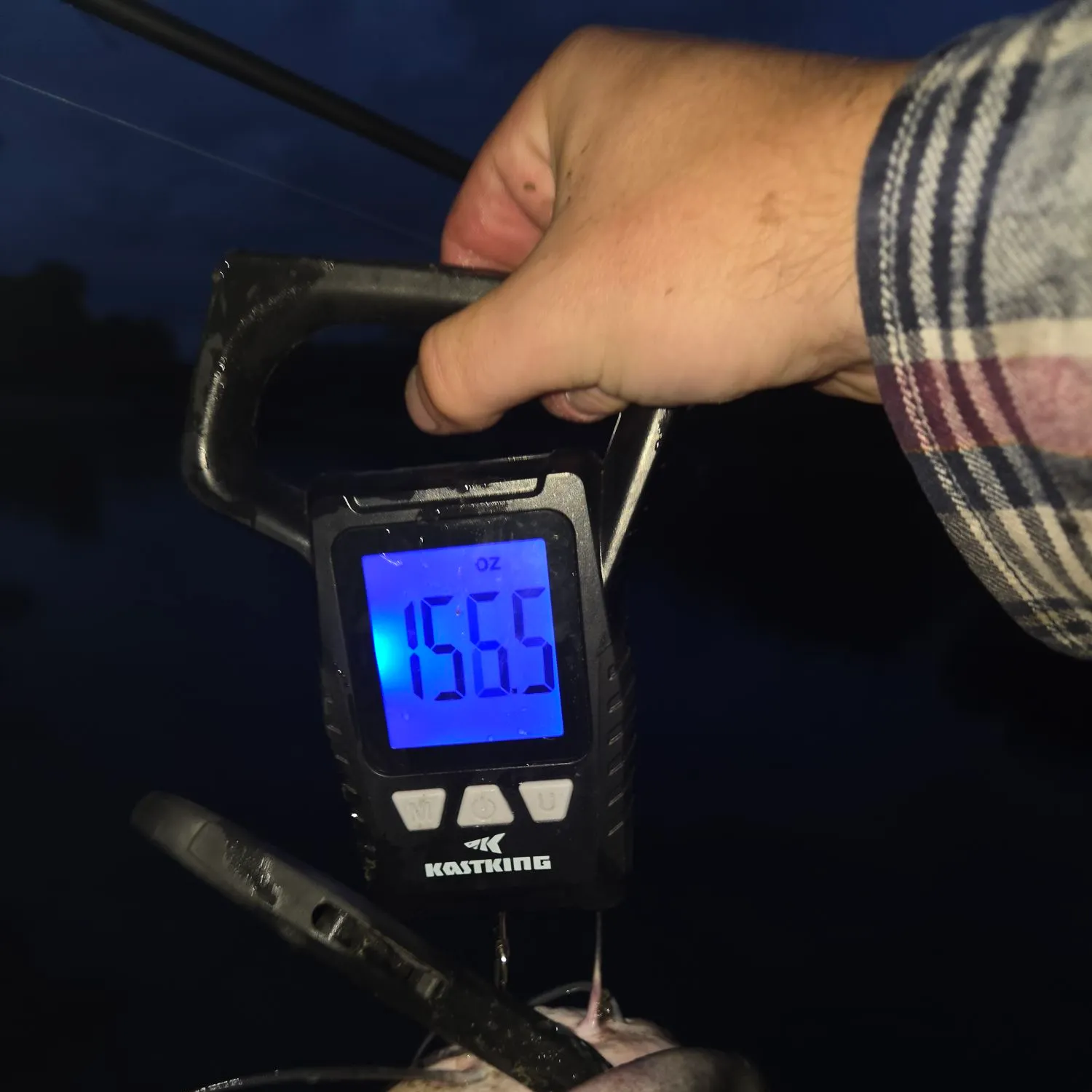 Channel catfish caught on Fishbrain