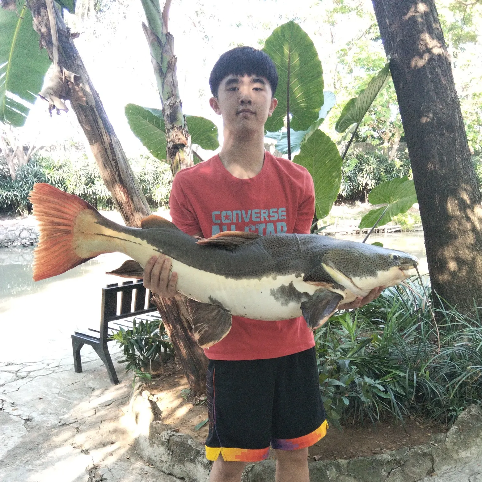 The most recent Redtail catfish catches on Fishbrain