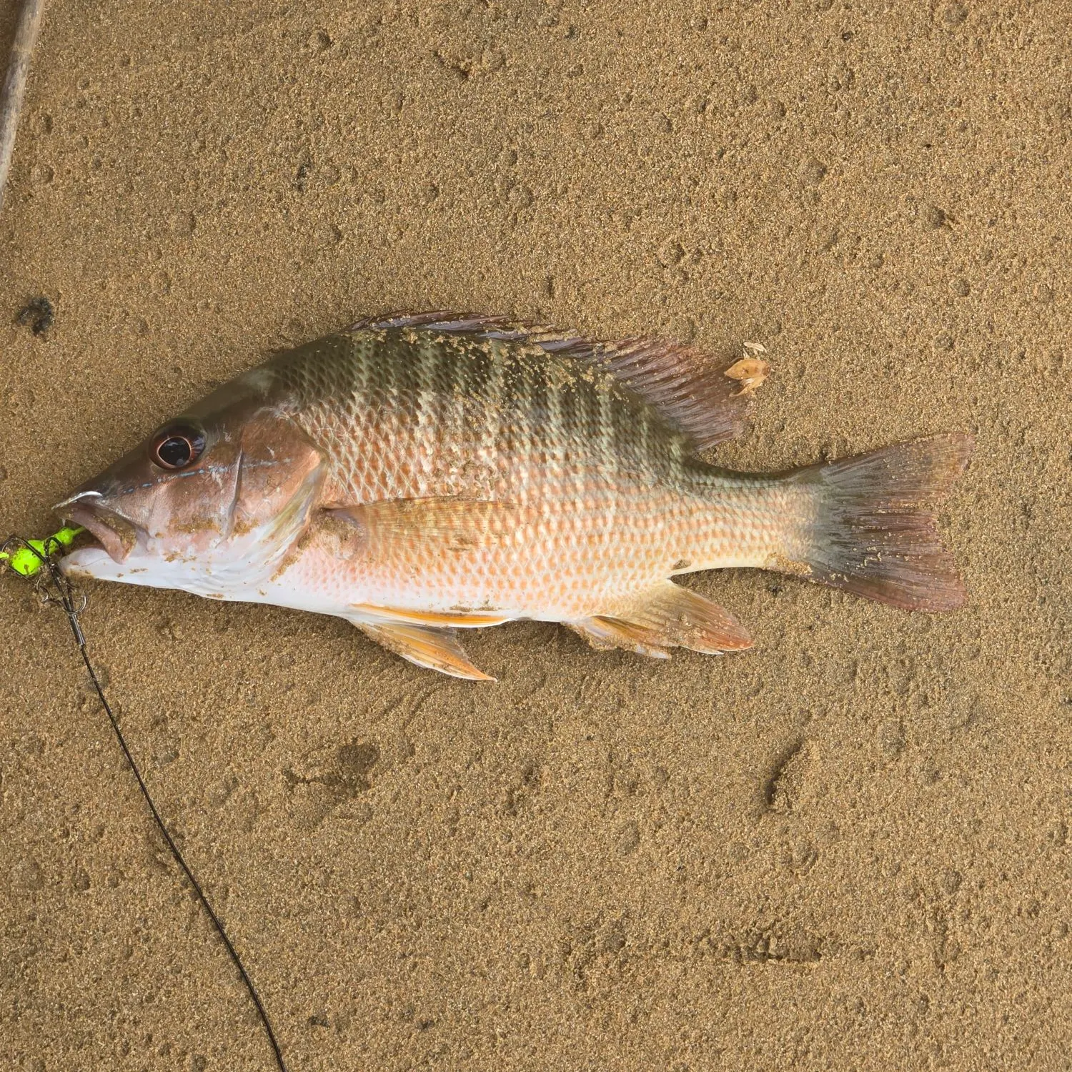 The most recent Dog Snapper catches on Fishbrain