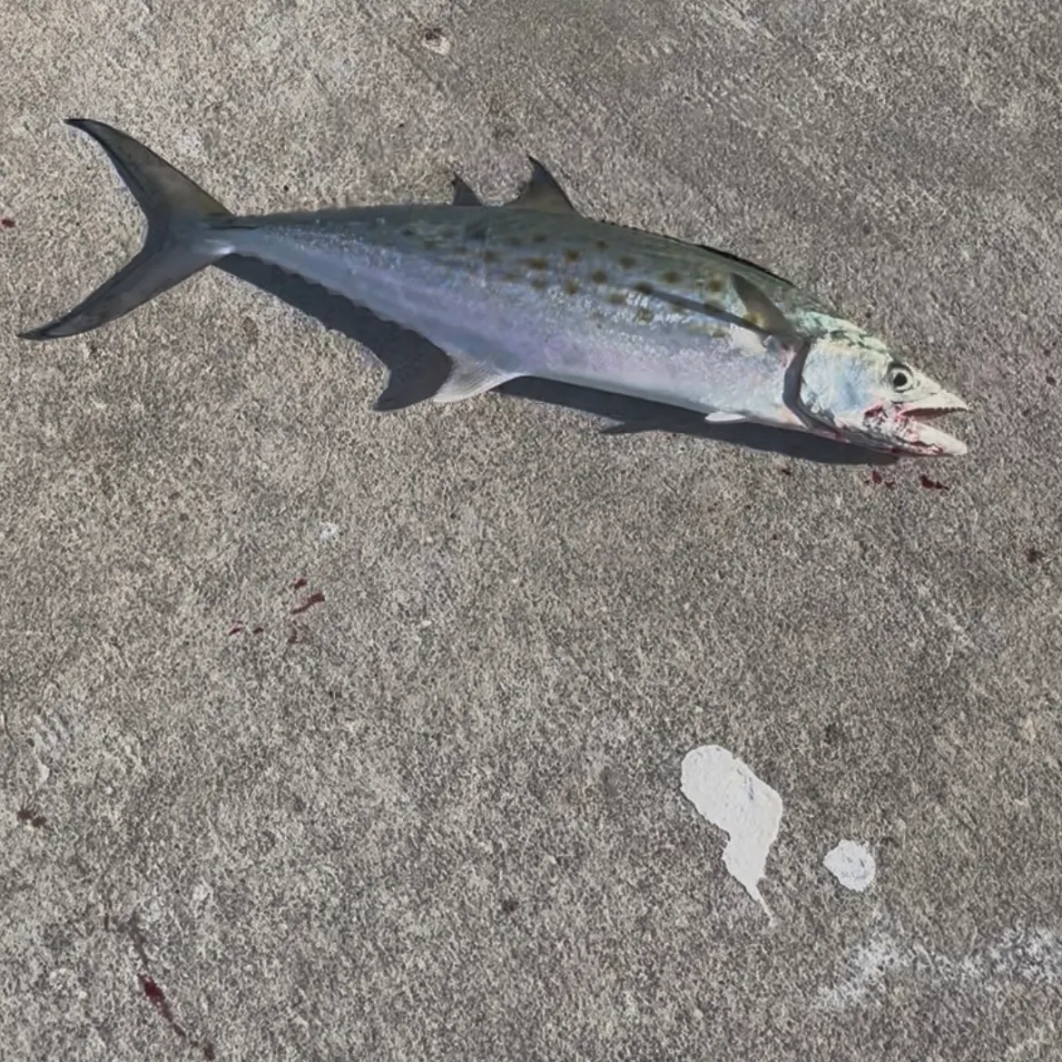 The most recent Spanish mackerel catches on Fishbrain