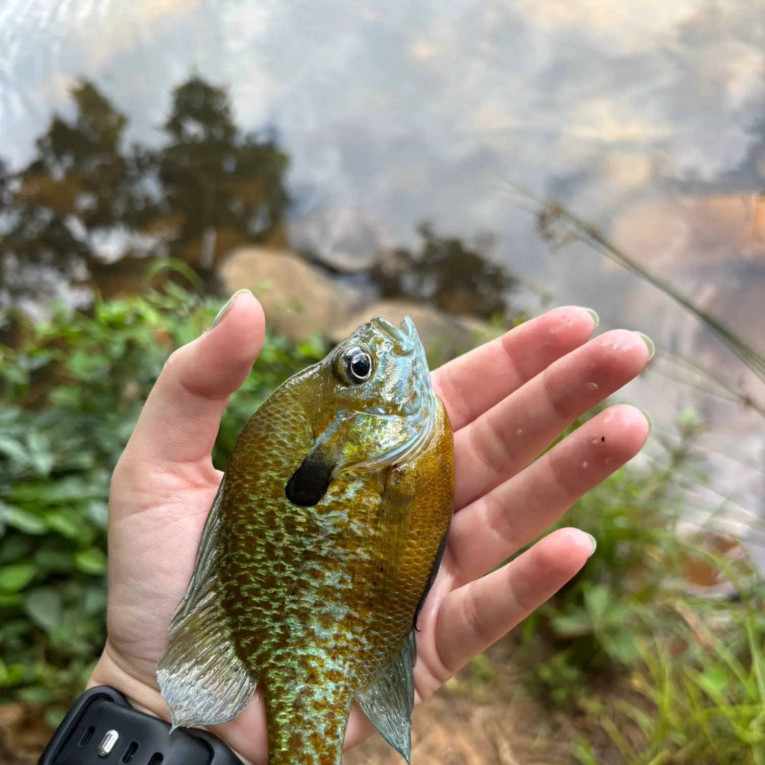 catch