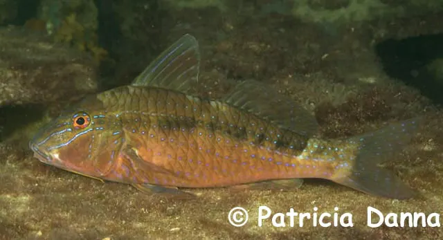 Southern goatfish