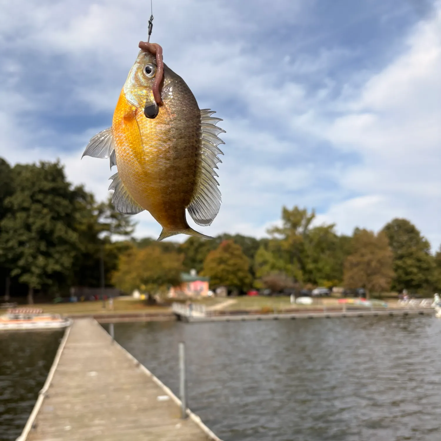 Bluegill caught on Fishbrain