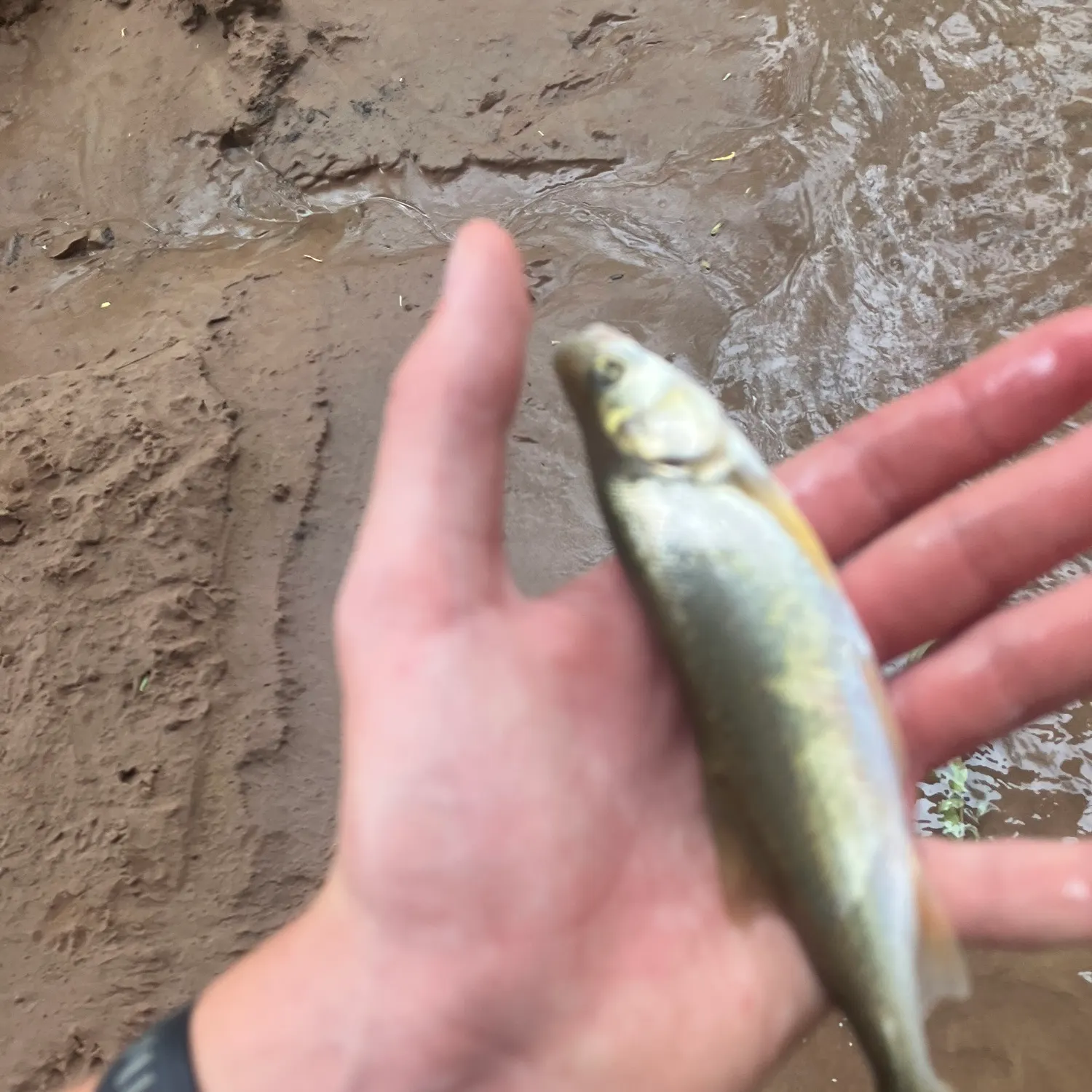 The most recent Utah chub catches on Fishbrain
