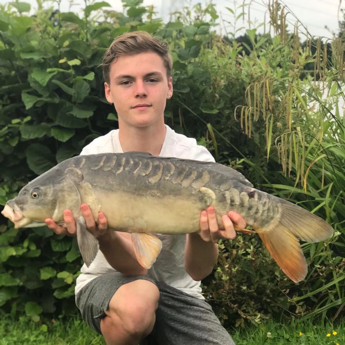 Mirror carp caught on Fishbrain