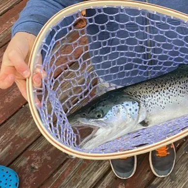 The most recent Landlocked atlantic salmon catches on Fishbrain