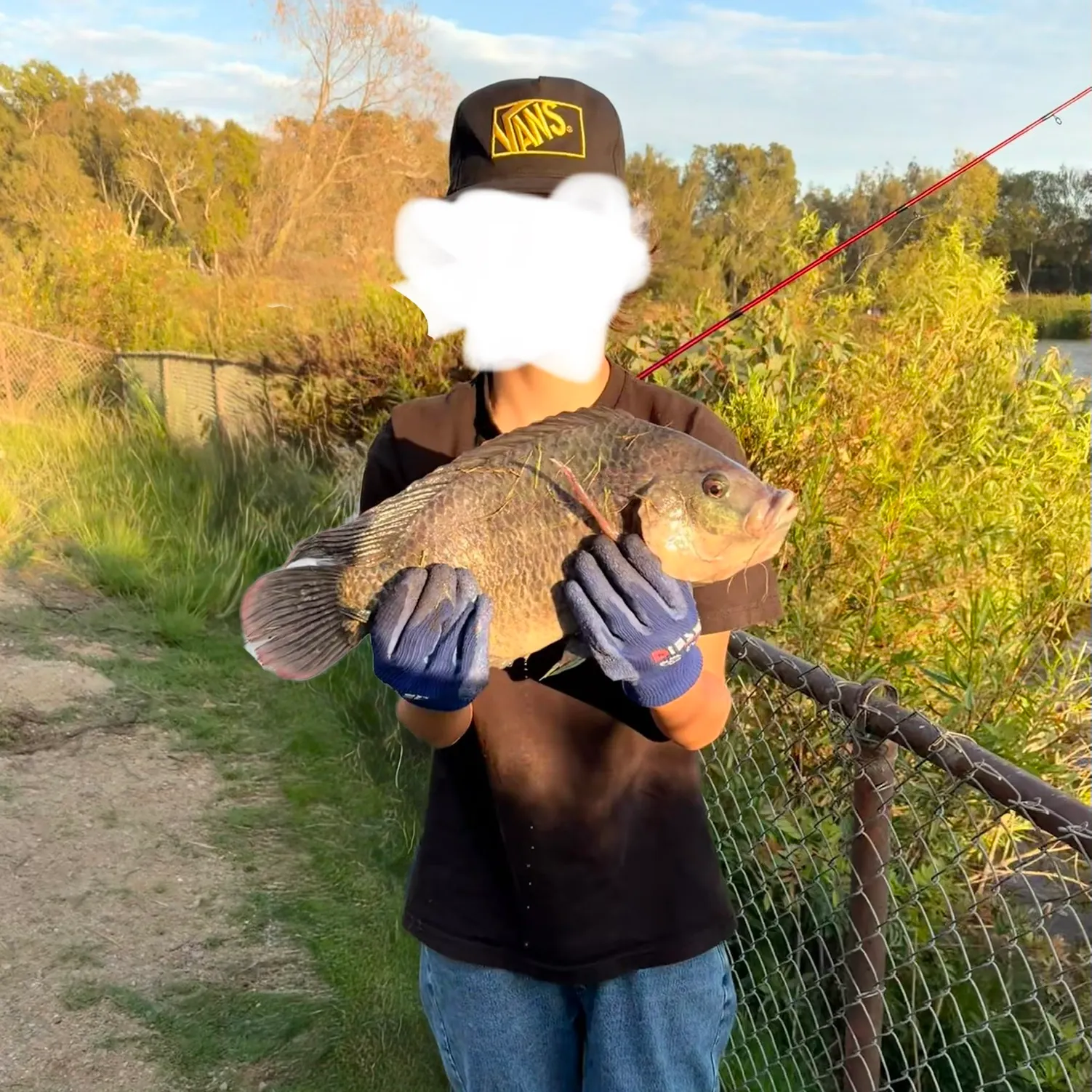 The most recent Blue tilapia catches on Fishbrain