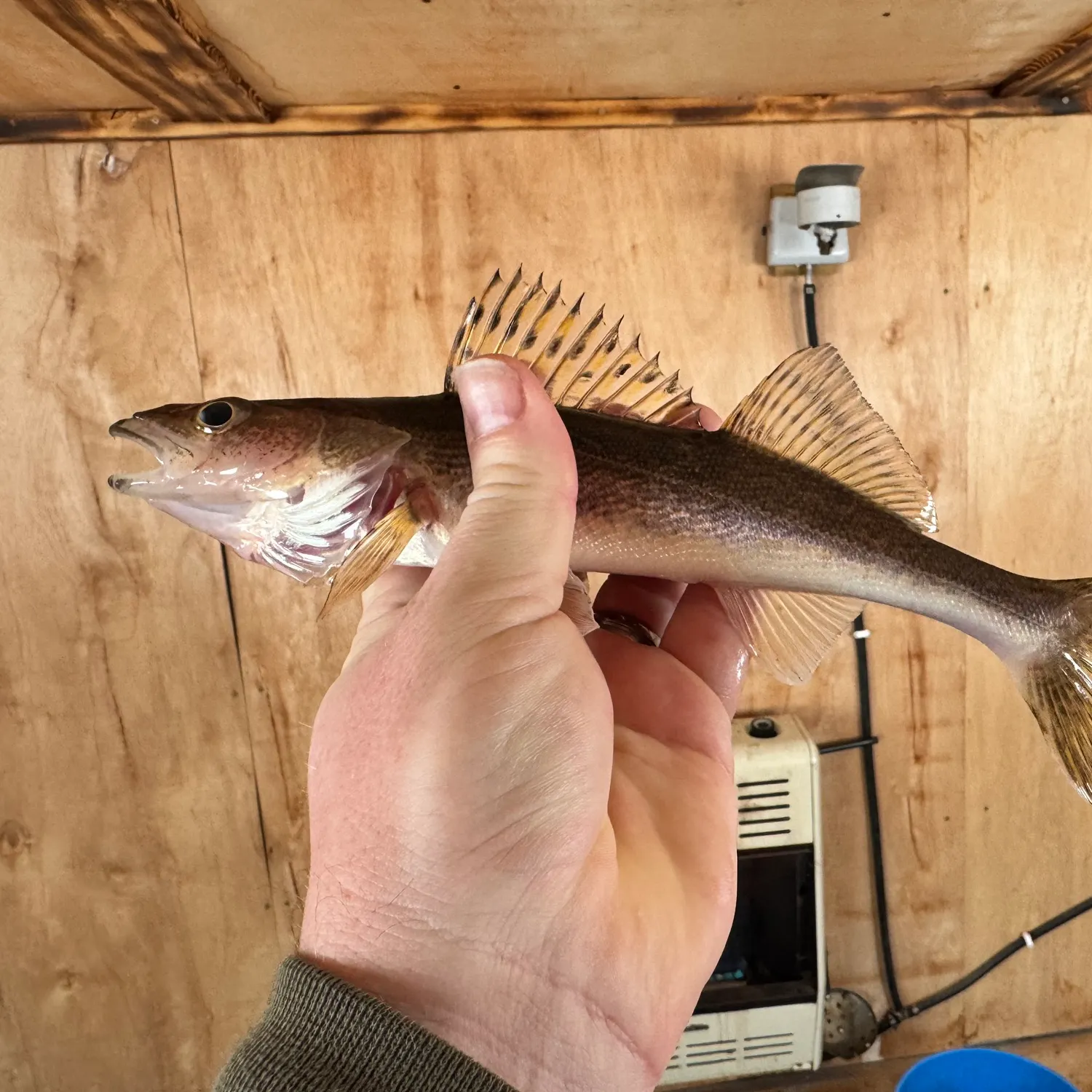 The most recent Sauger catches on Fishbrain