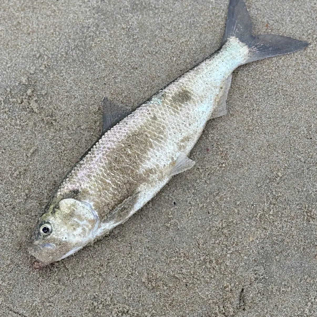 The most recent American shad catches on Fishbrain
