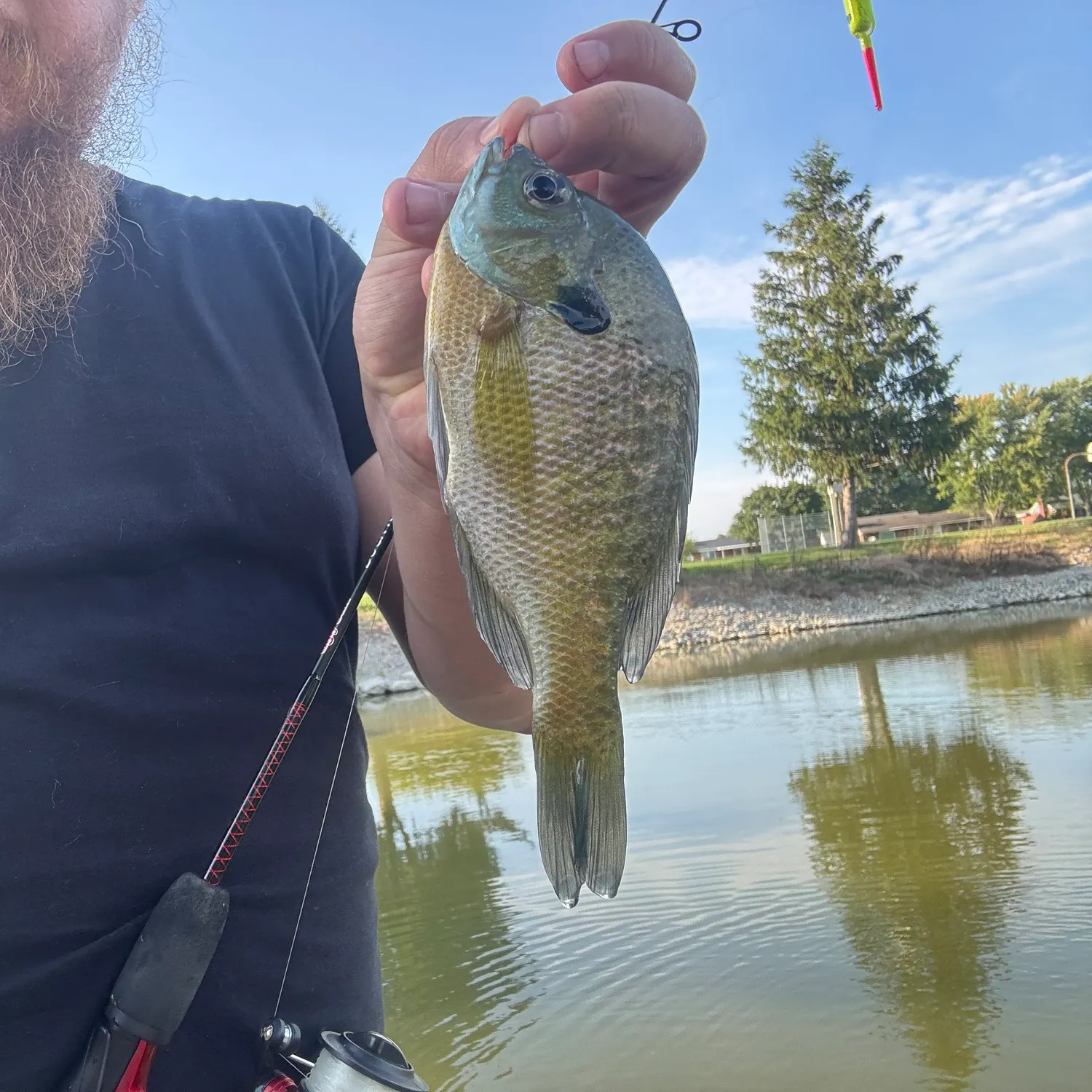 Bluegill caught on Fishbrain