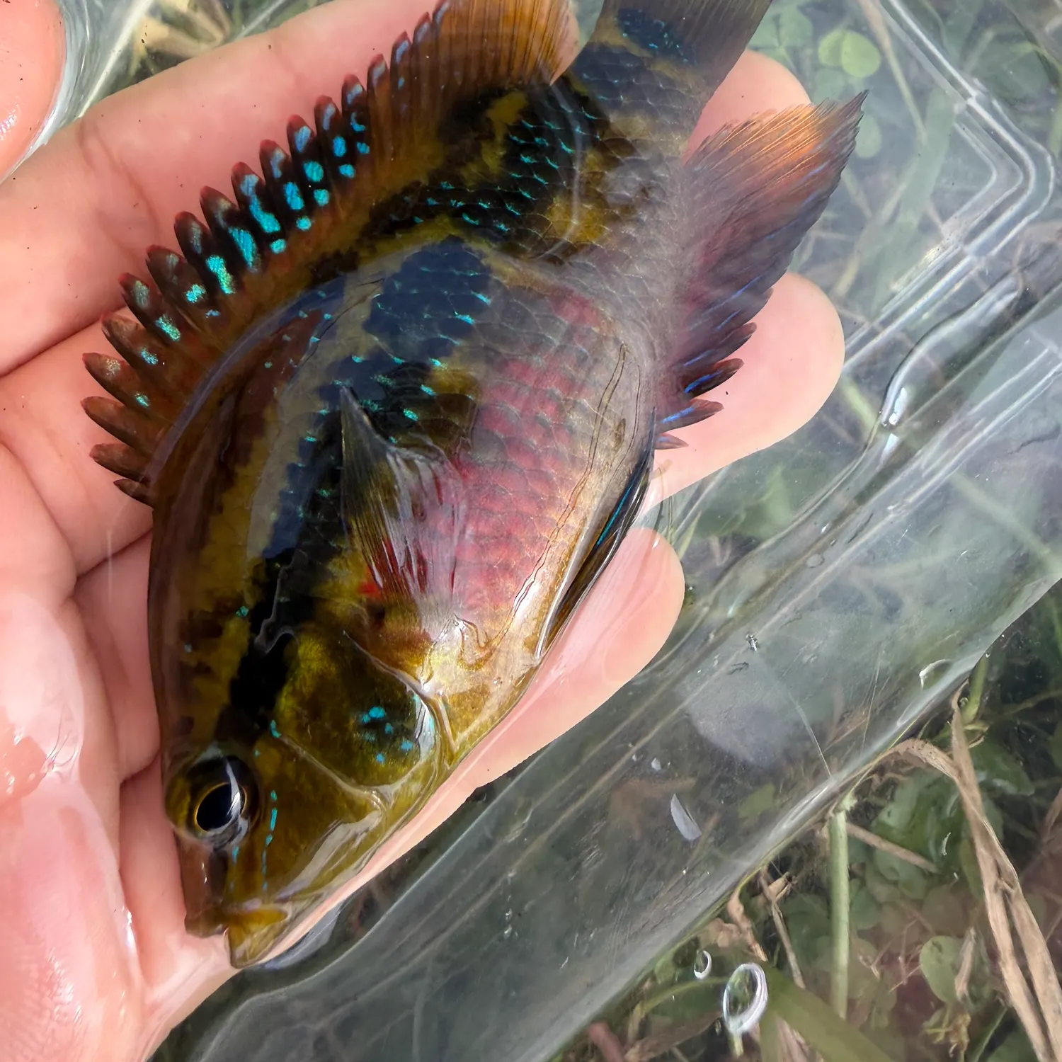The most recent Yellowbelly cichlid catches on Fishbrain