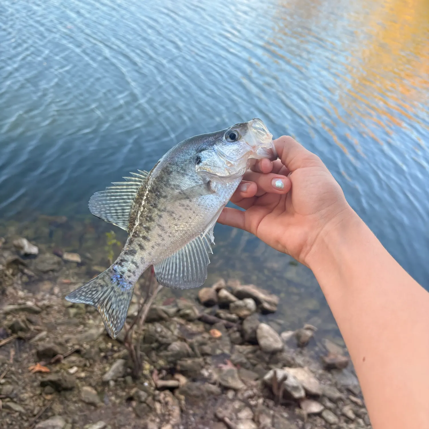 White crappie caught on Fishbrain