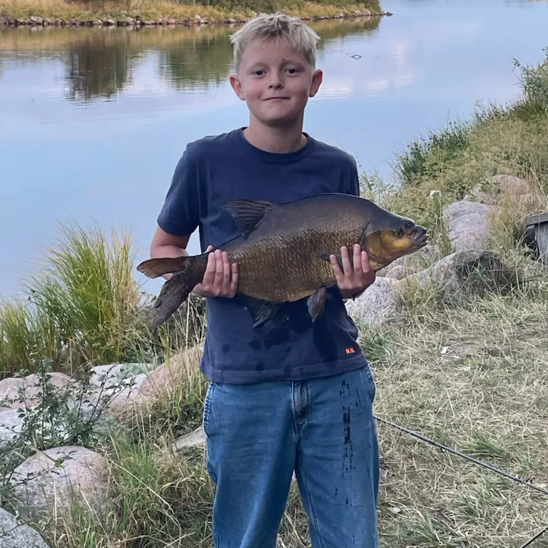 Common bream caught on Fishbrain