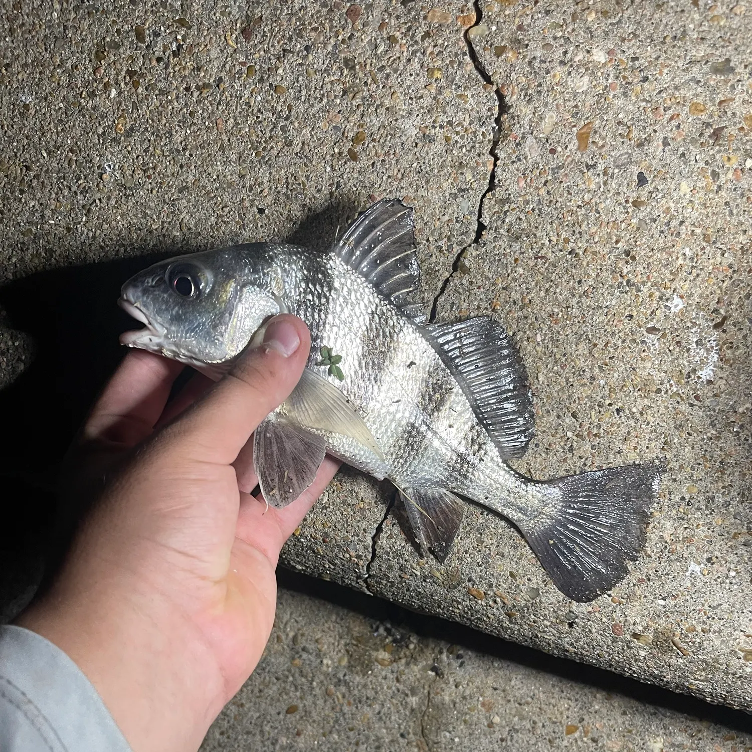 Black drum caught on Fishbrain