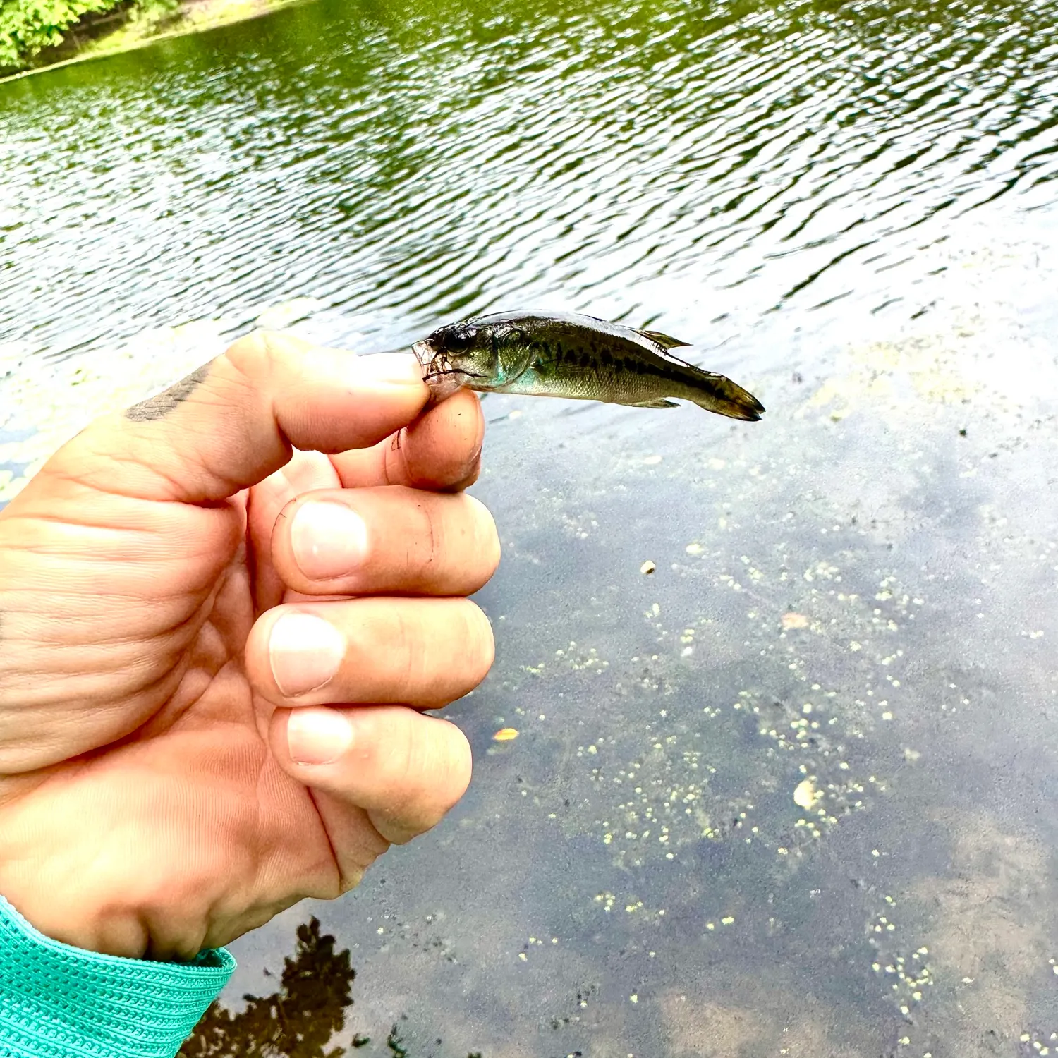 Largemouth bass caught on Fishbrain