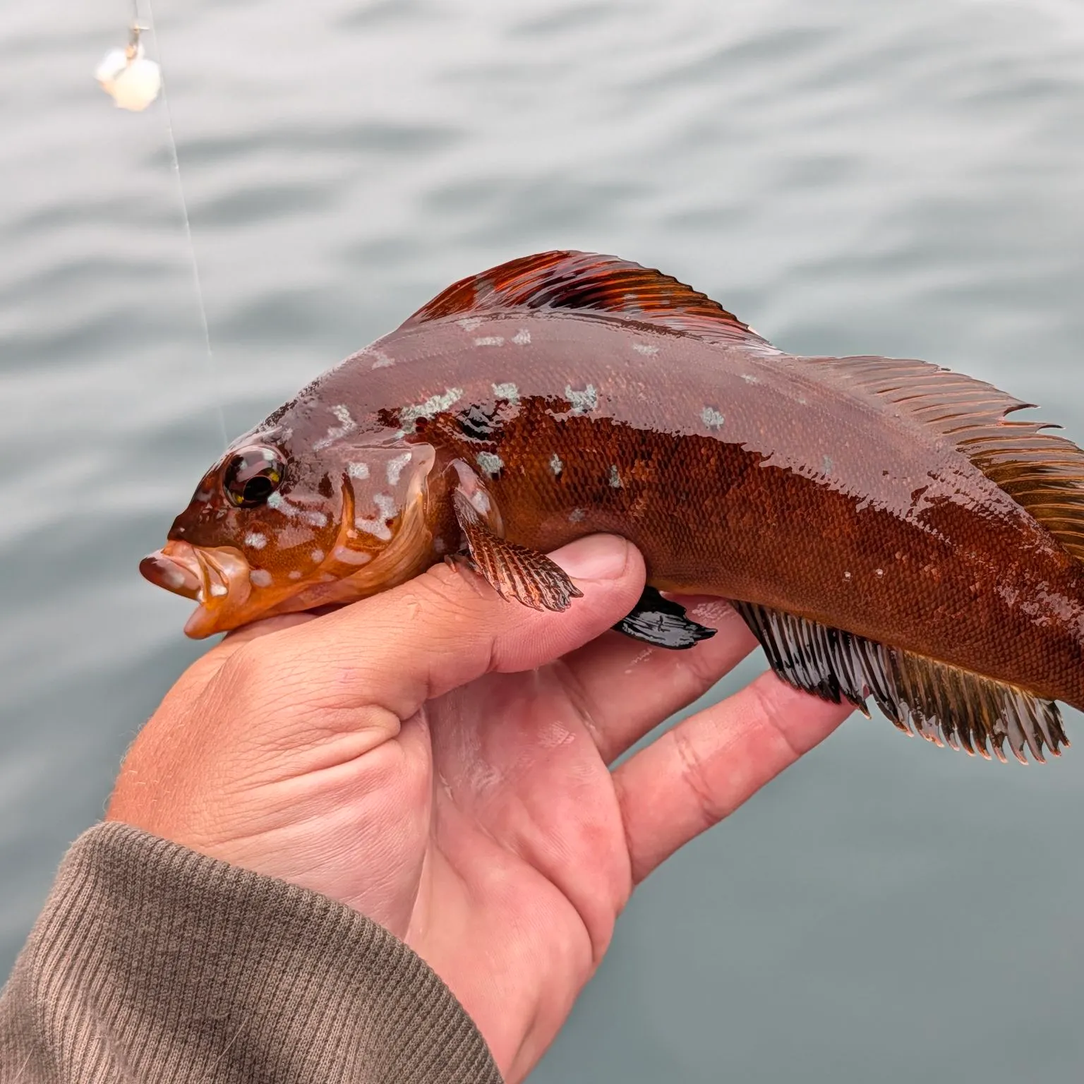 The most recent Kelp greenling catches on Fishbrain
