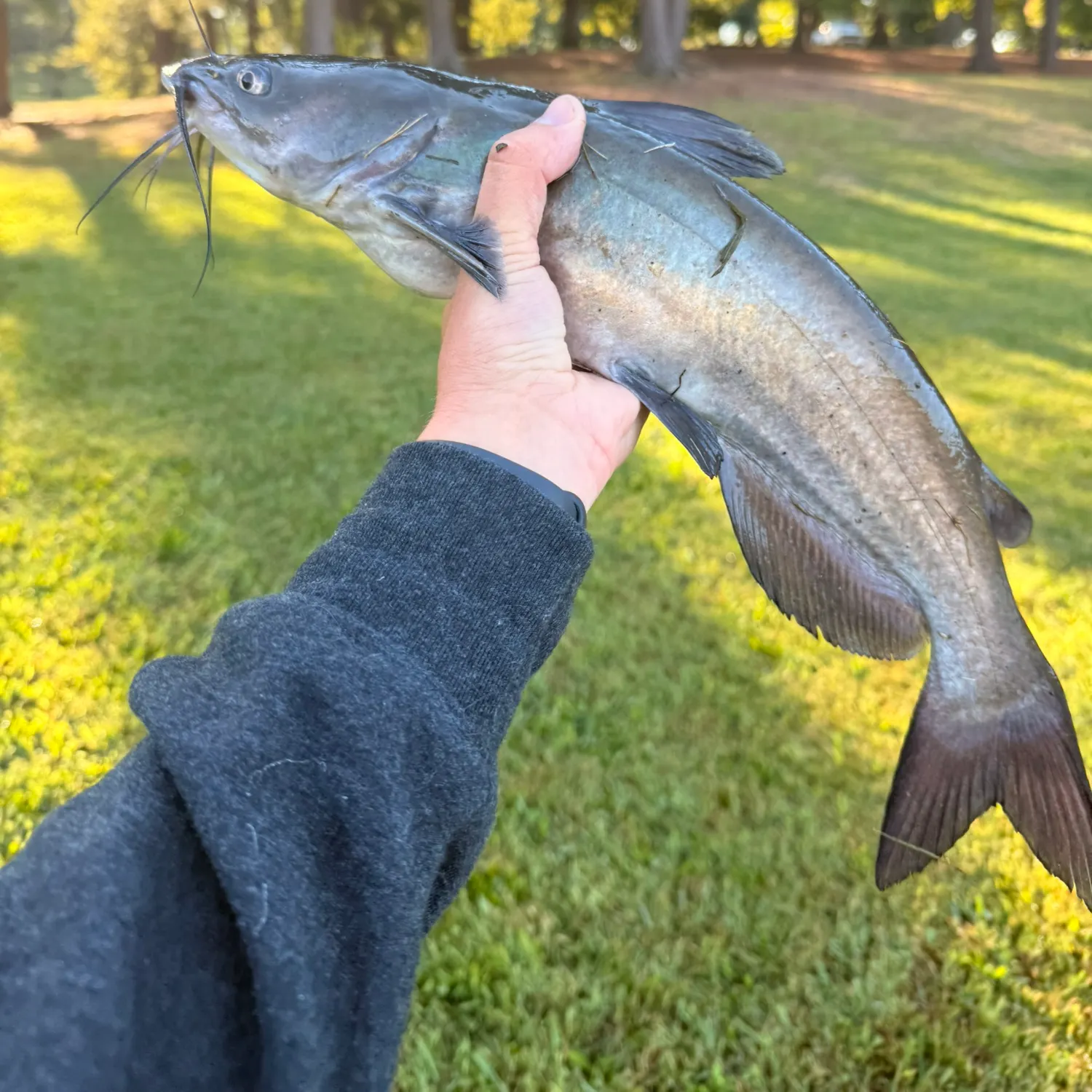 Channel catfish caught on Fishbrain