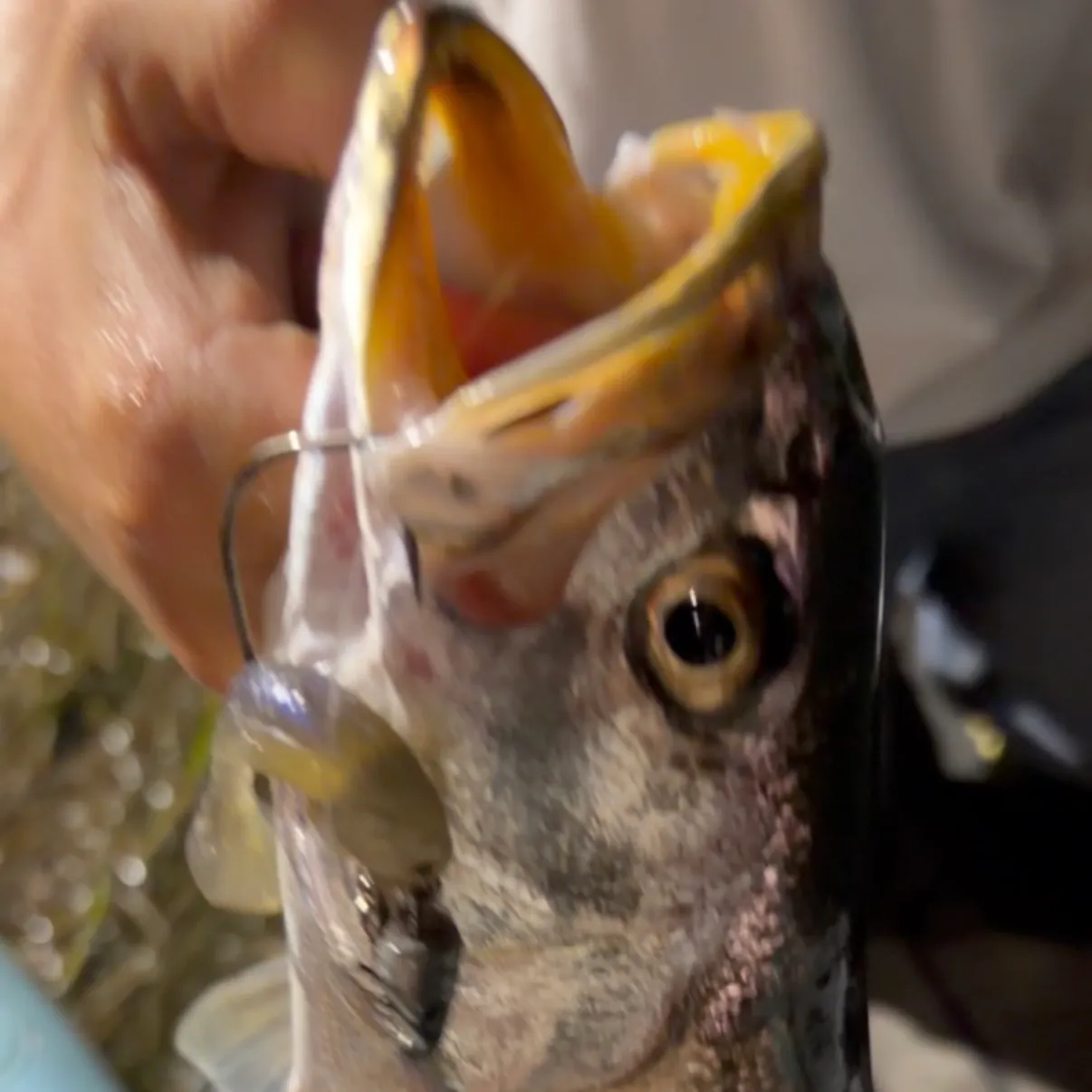 The most recent Shortfin corvina catches on Fishbrain