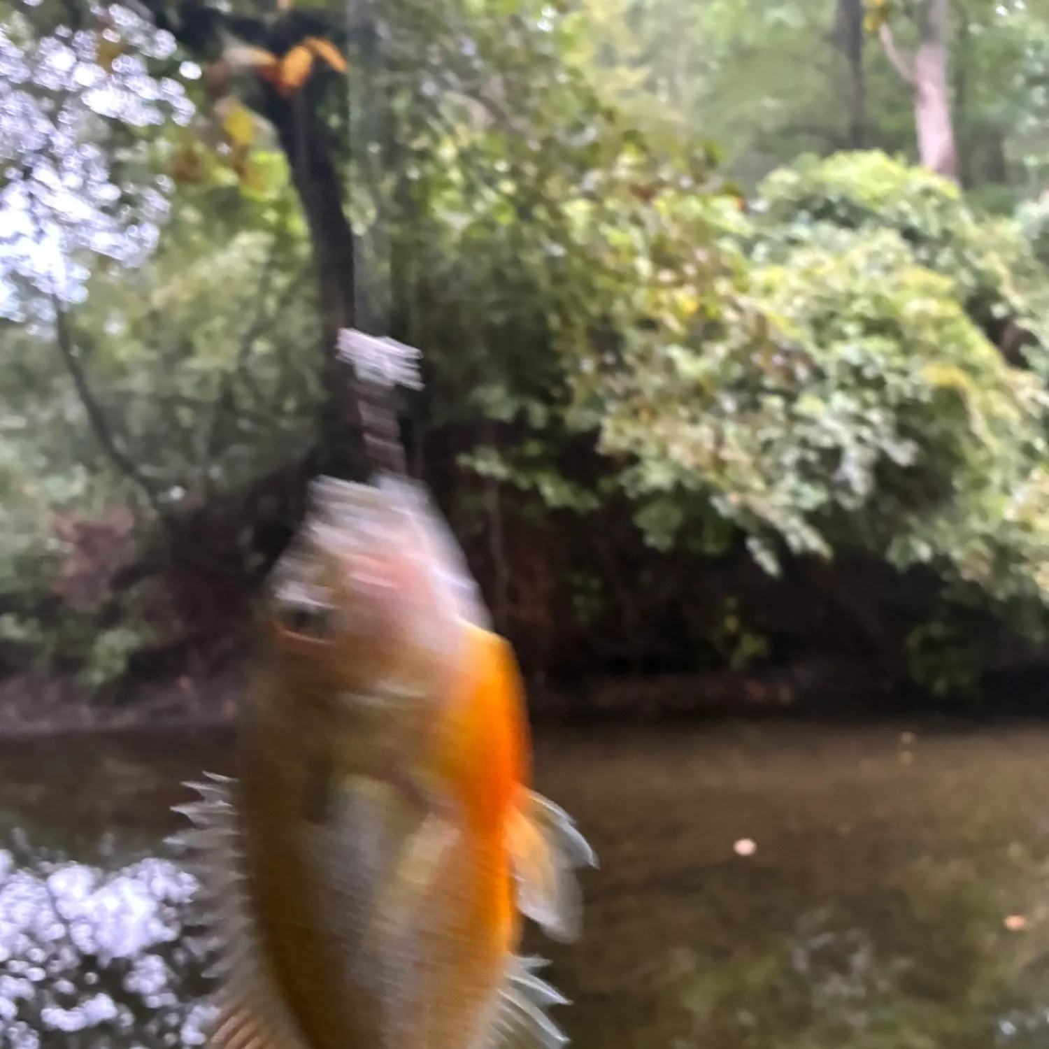 Redbreast sunfish caught on Fishbrain