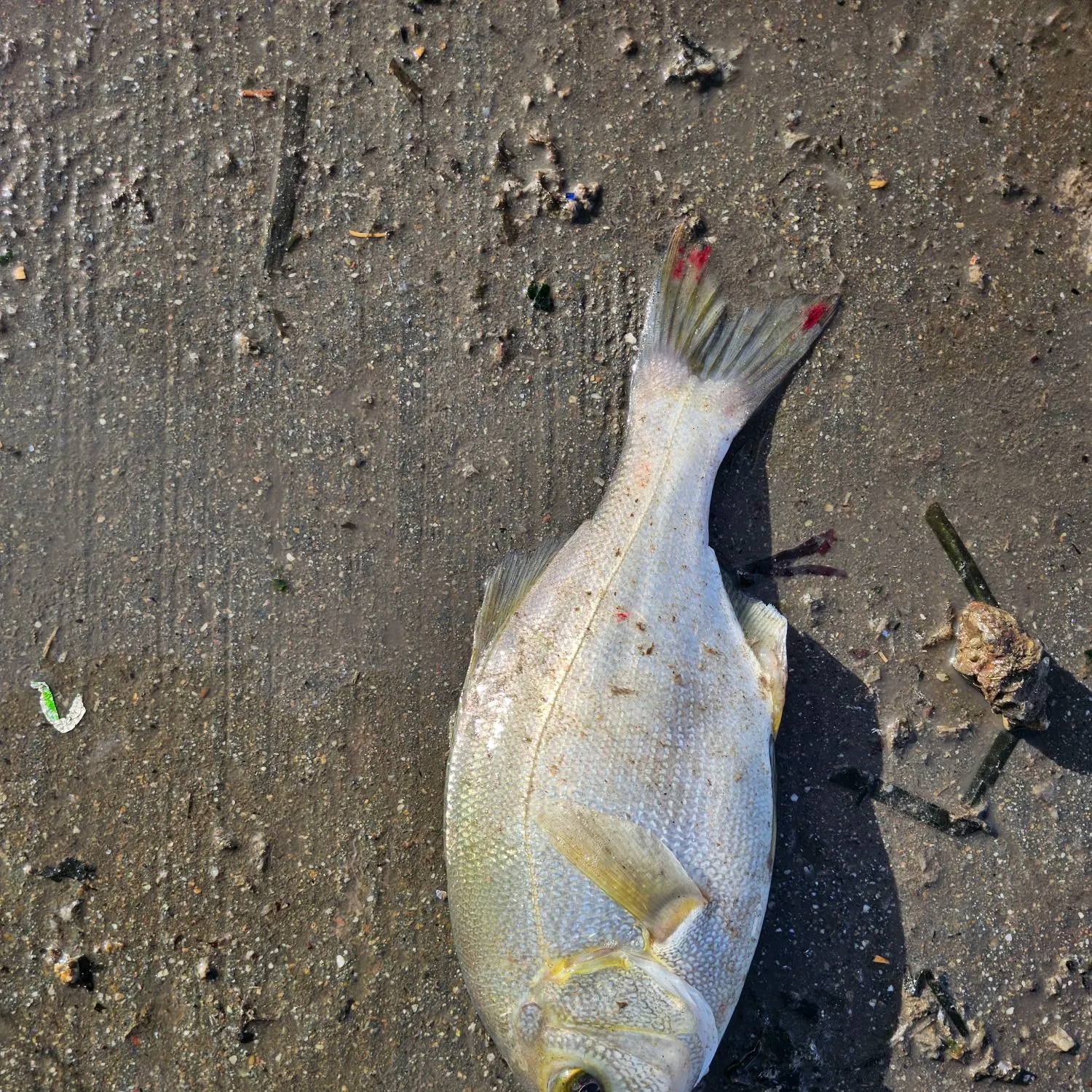 The most recent Rubberlip seaperch catches on Fishbrain