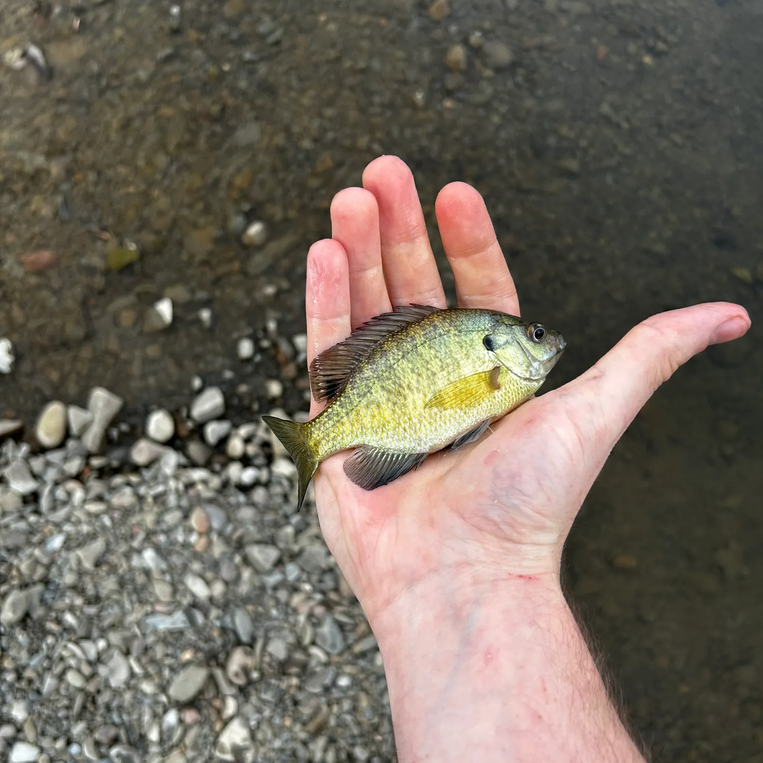 Bluegill caught on Fishbrain