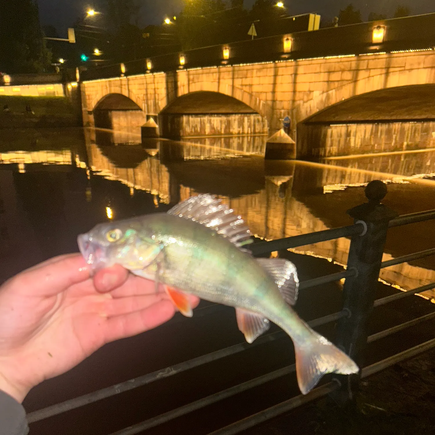 European perch caught on Fishbrain