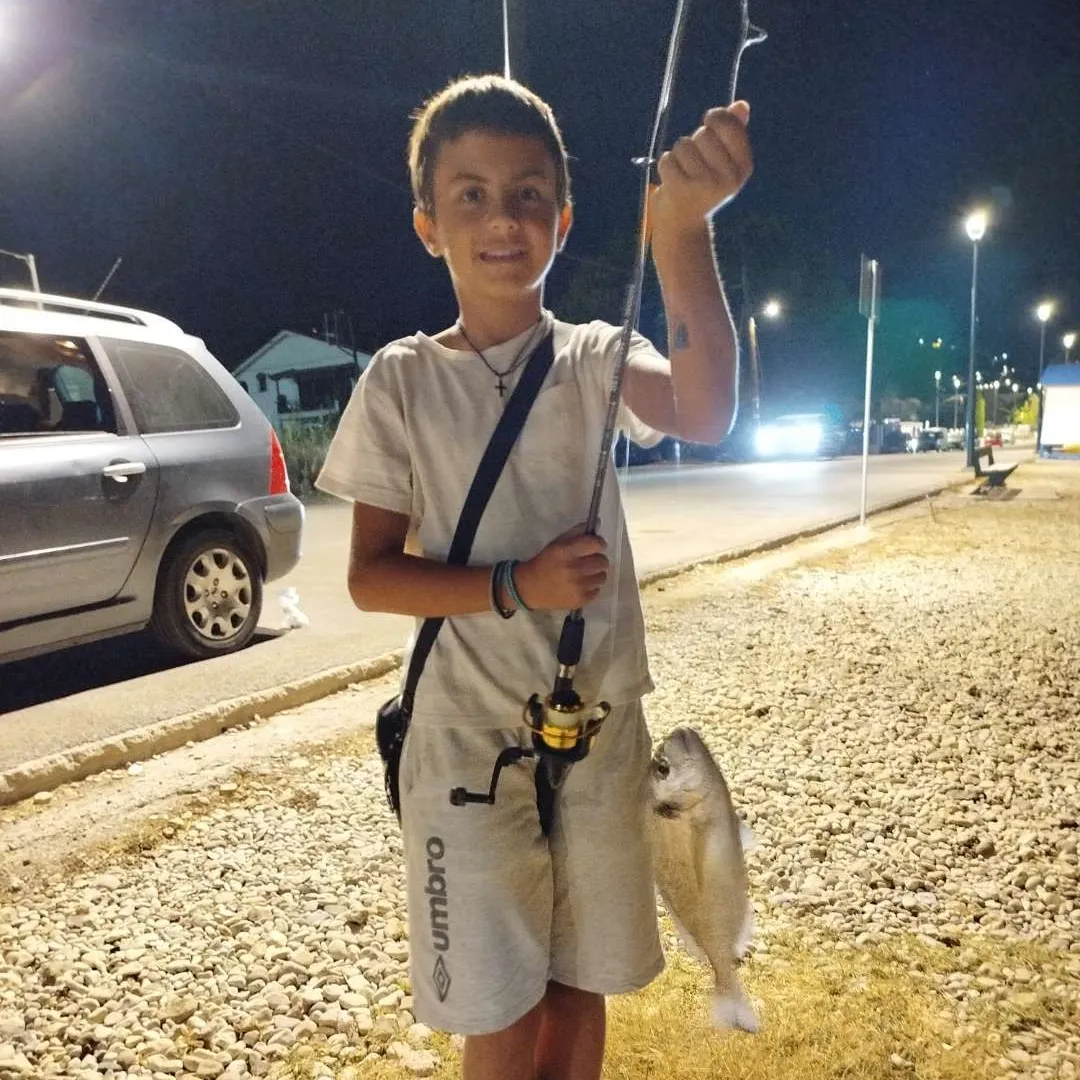 Gilthead seabream caught on Fishbrain