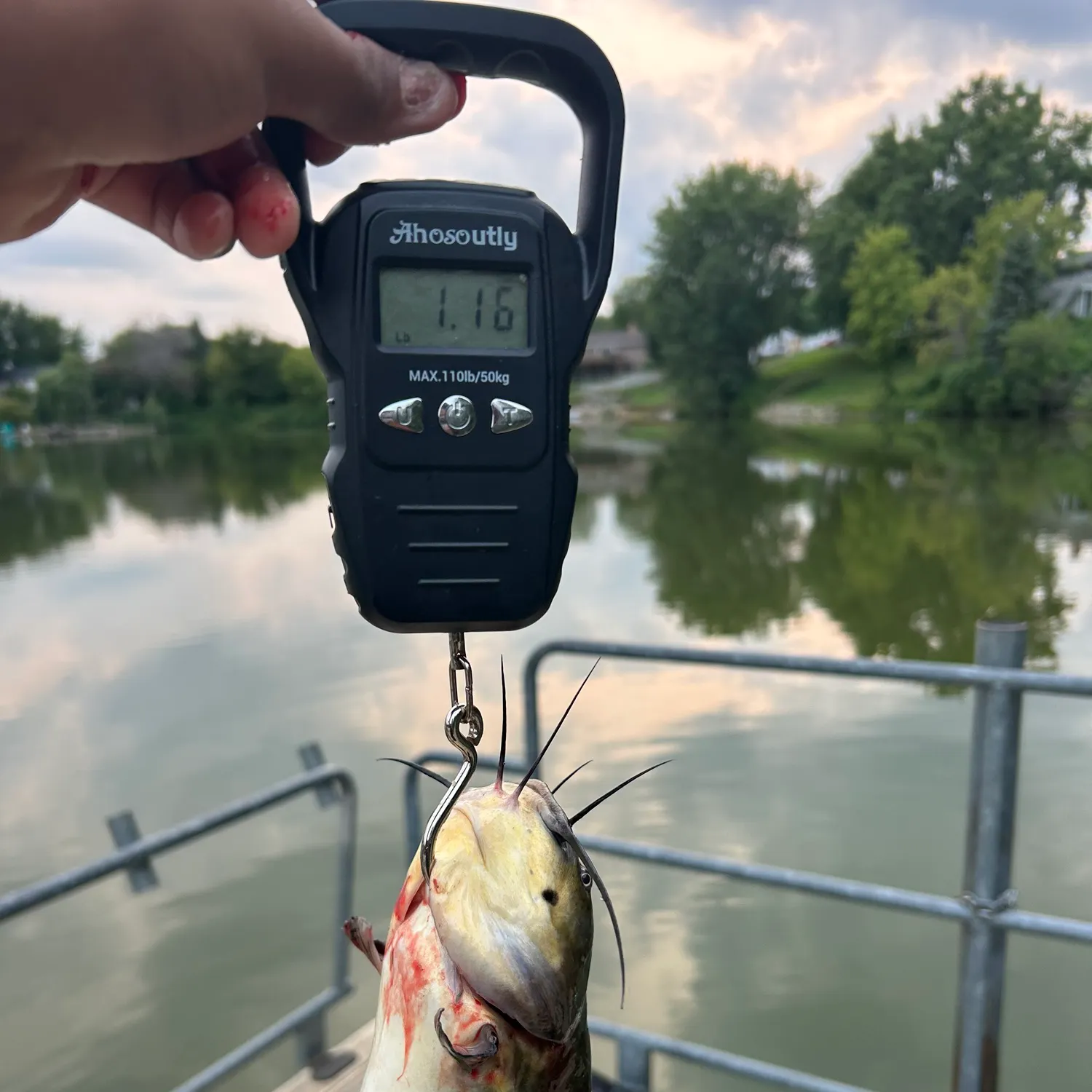 Black bullhead caught on Fishbrain