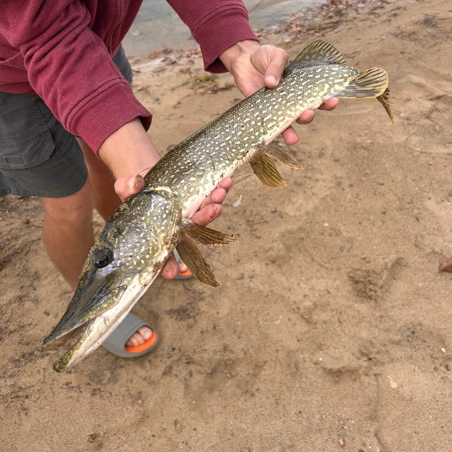 Northern pike caught on Fishbrain