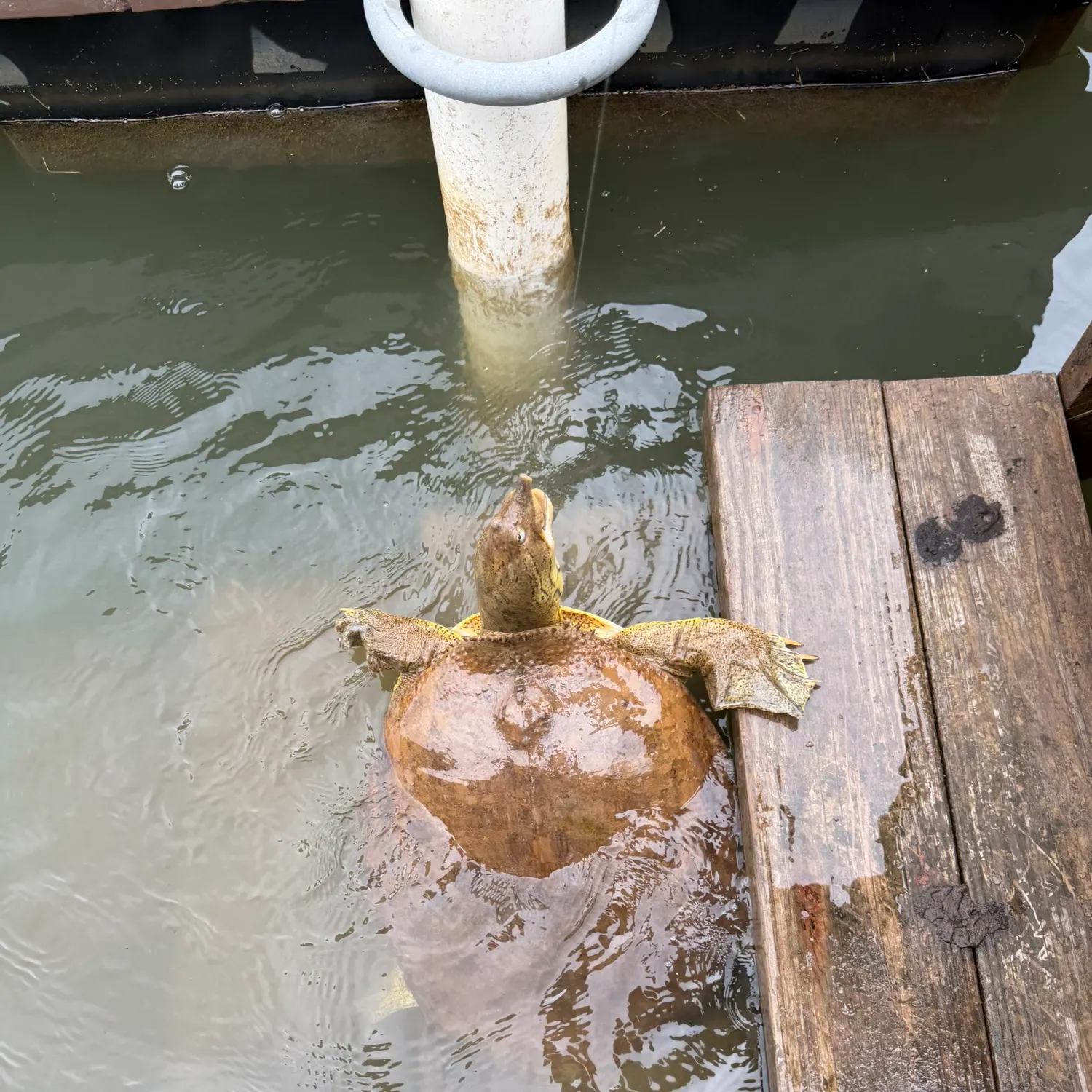 The most recent Spiny softshell turtle catches on Fishbrain