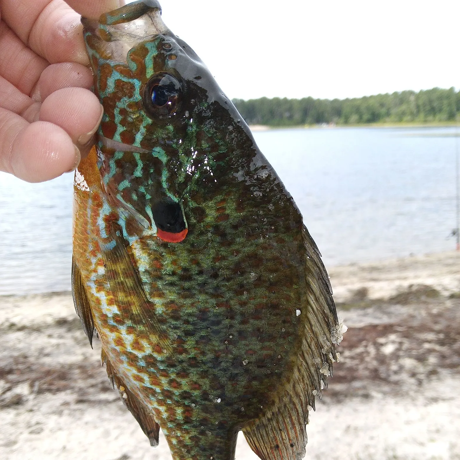 Pumpkinseed caught on Fishbrain