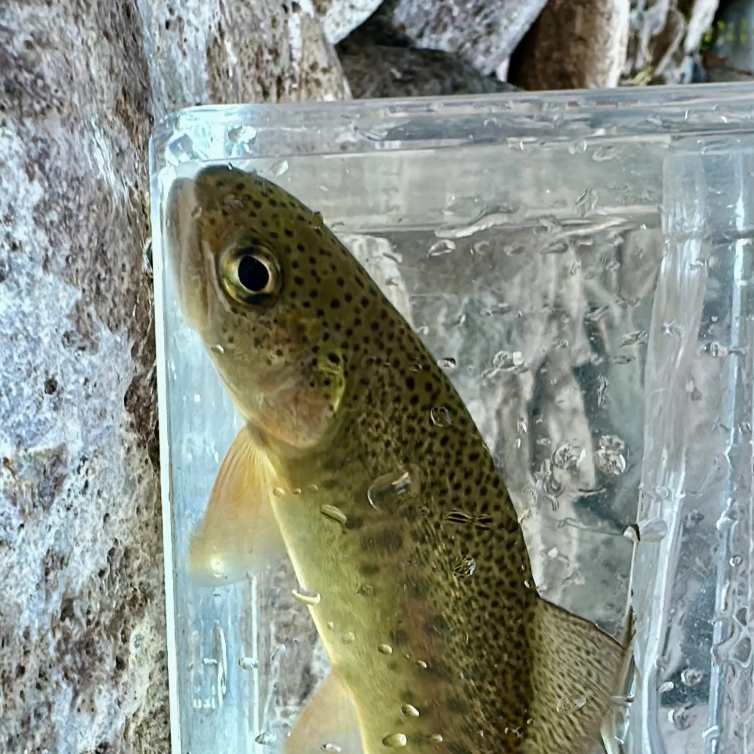 The most recent Gila trout catches on Fishbrain