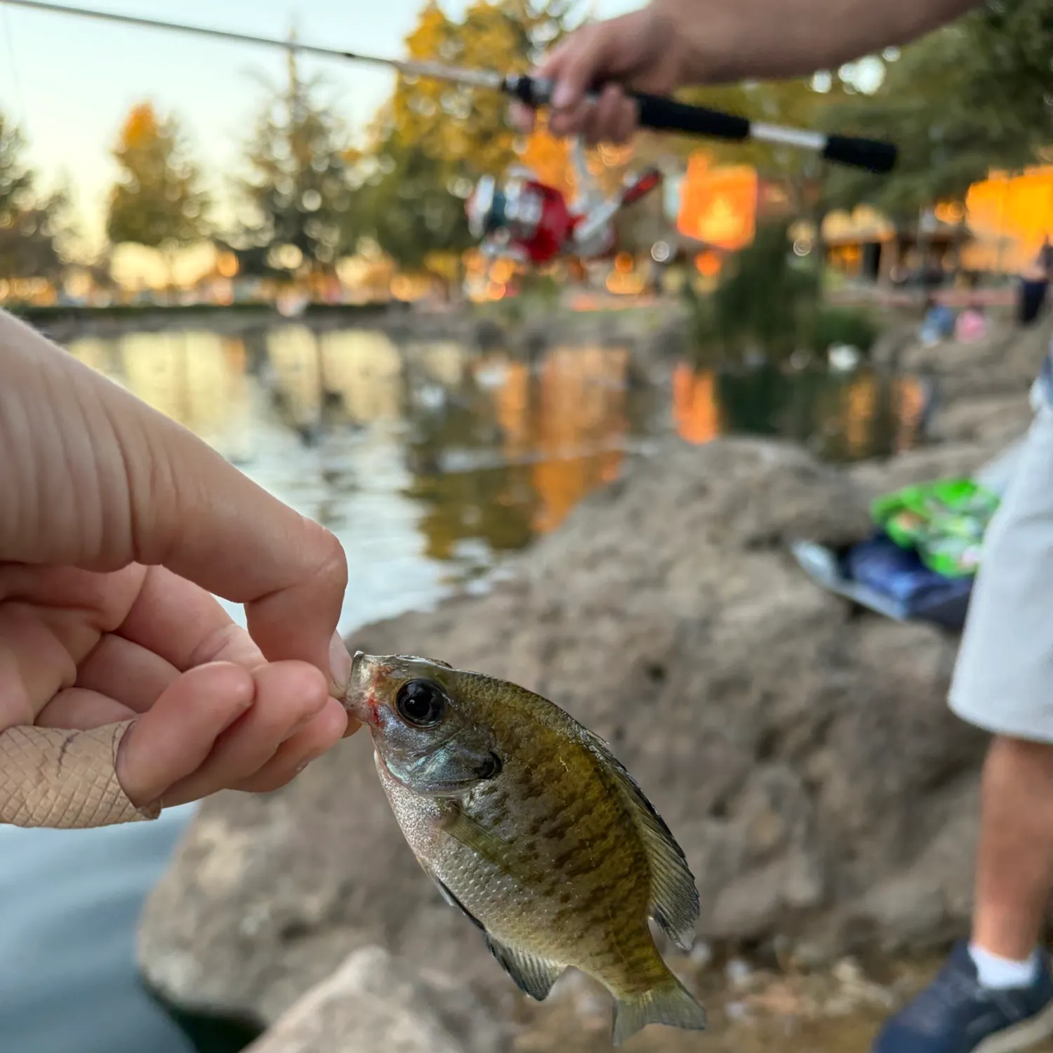 Bluegill caught on Fishbrain