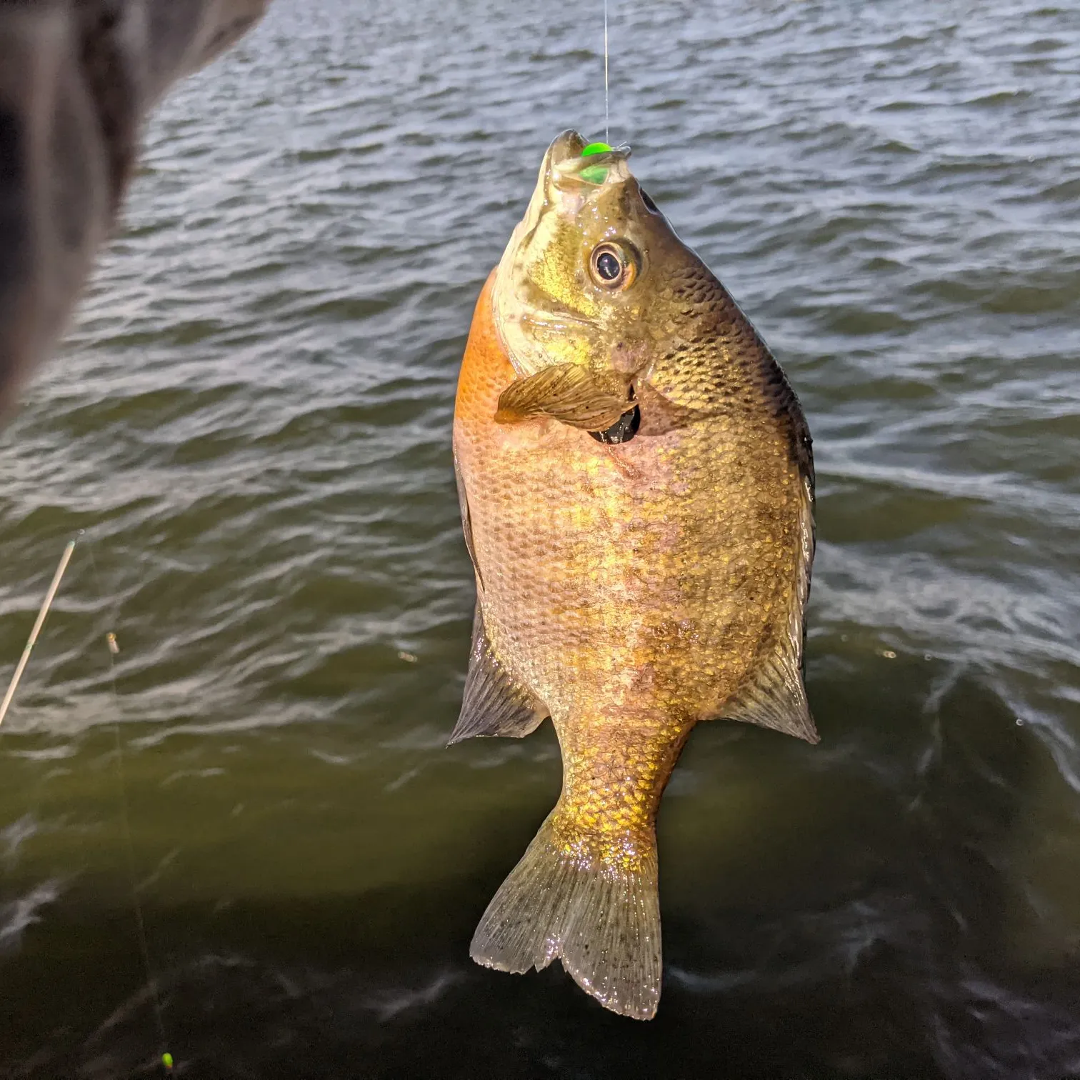 Bluegill caught on Fishbrain