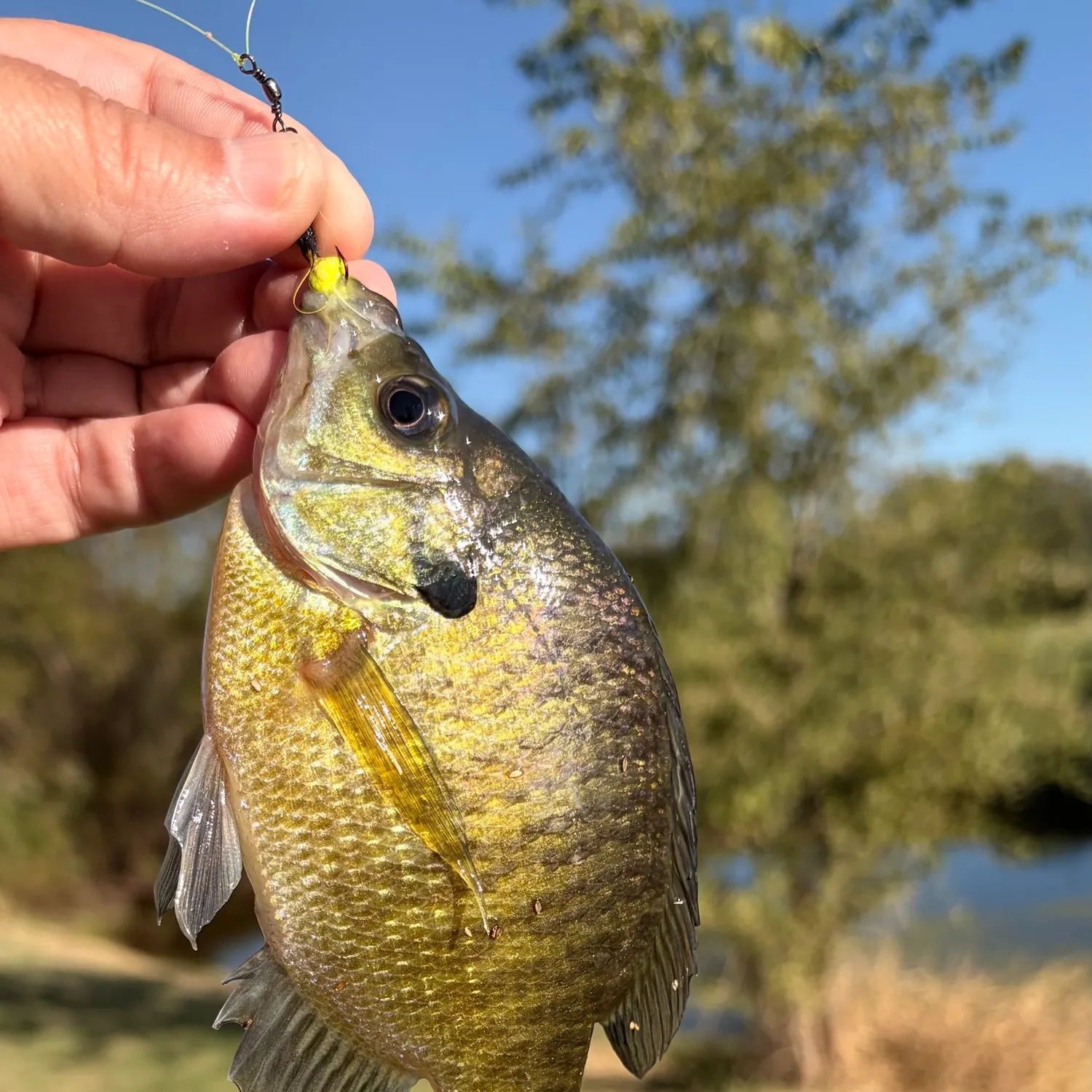 Bluegill caught on Fishbrain