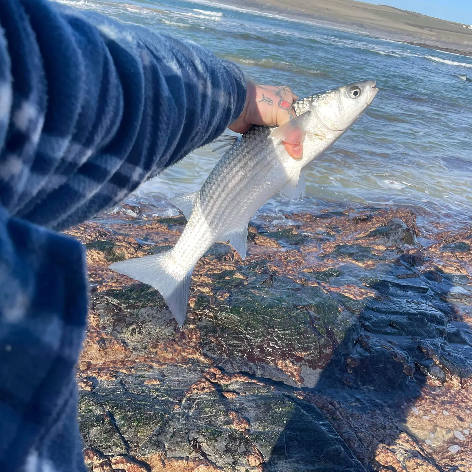 The most recent Thinlip grey mullet catches on Fishbrain