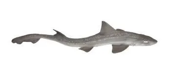 Starry smooth-hound