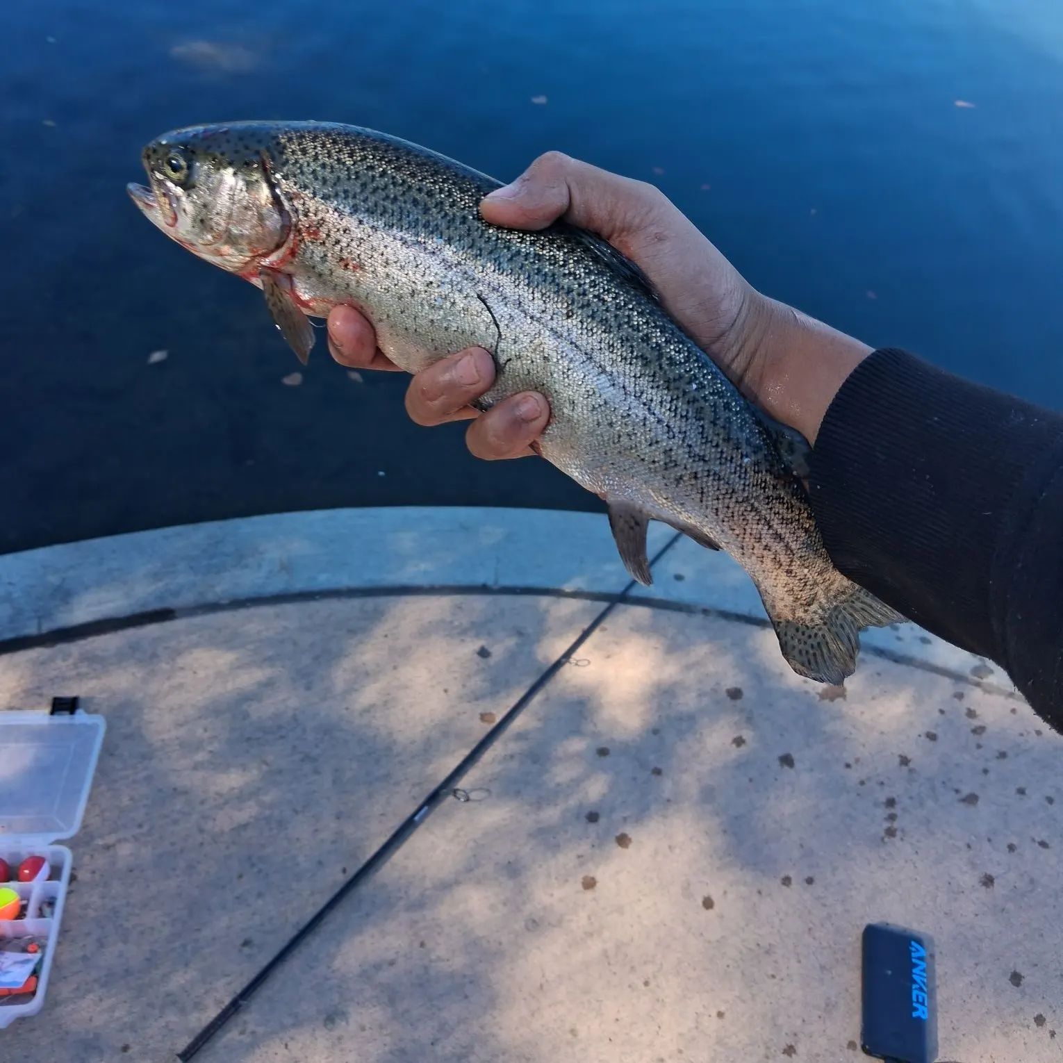 Rainbow trout caught on Fishbrain