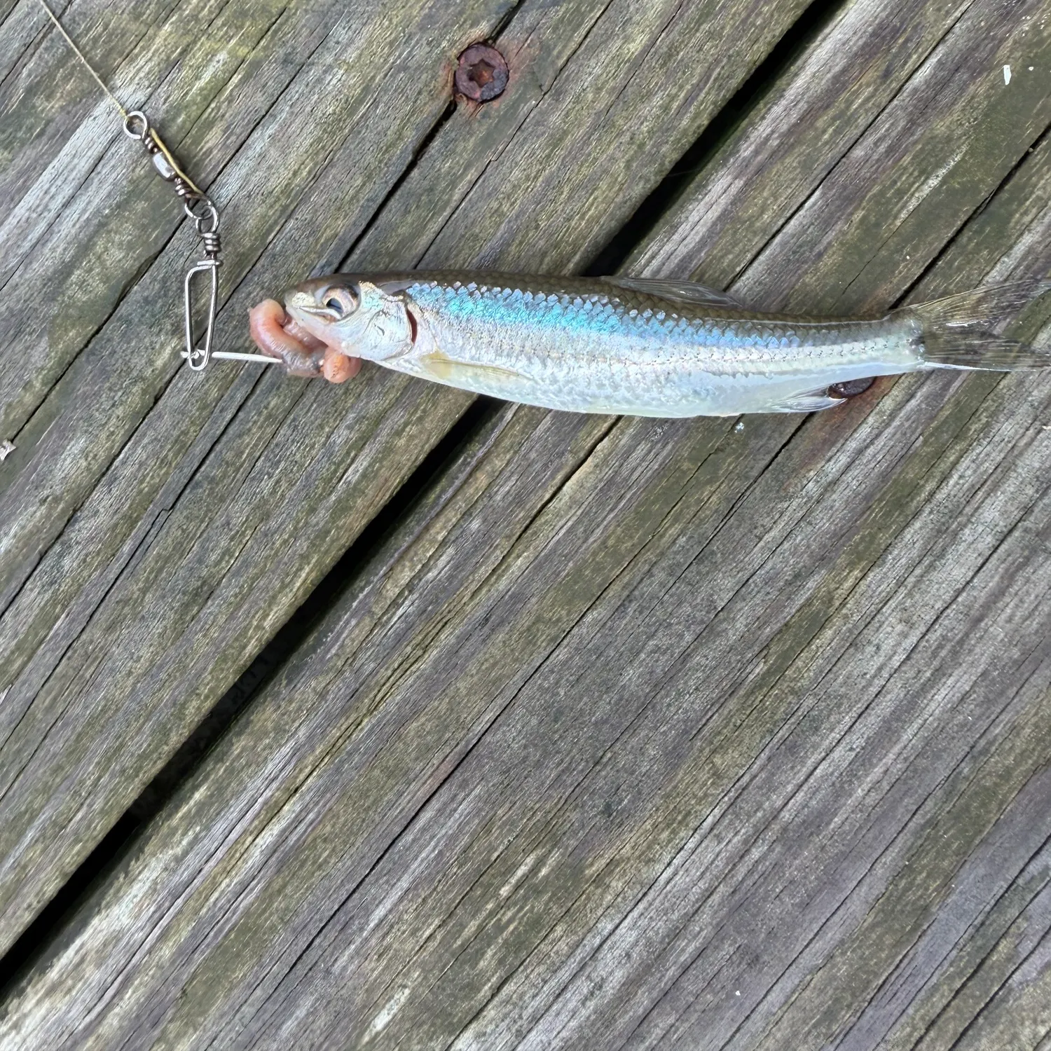 The most recent Atlantic herring catches on Fishbrain
