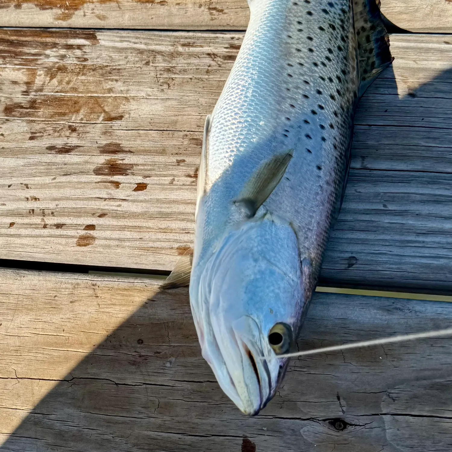 Spotted seatrout caught on Fishbrain