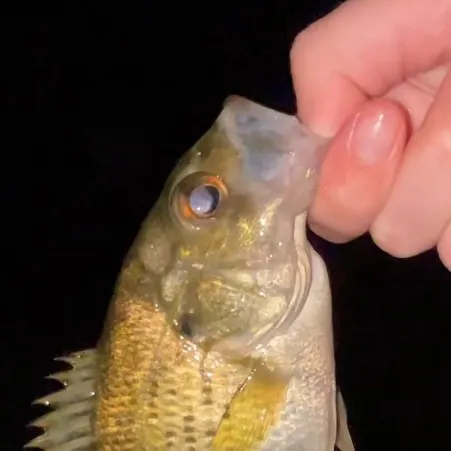 Rock bass caught on Fishbrain