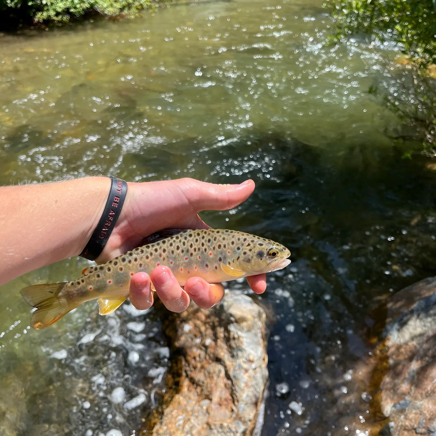 most liked catch image