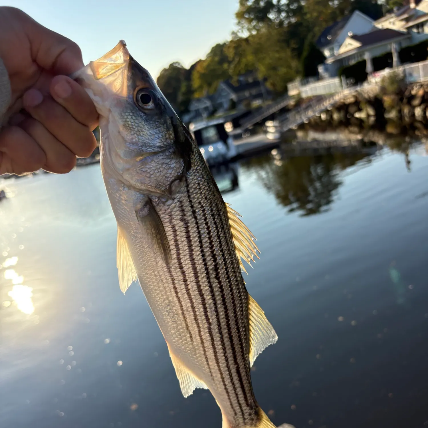 Striped bass caught on Fishbrain