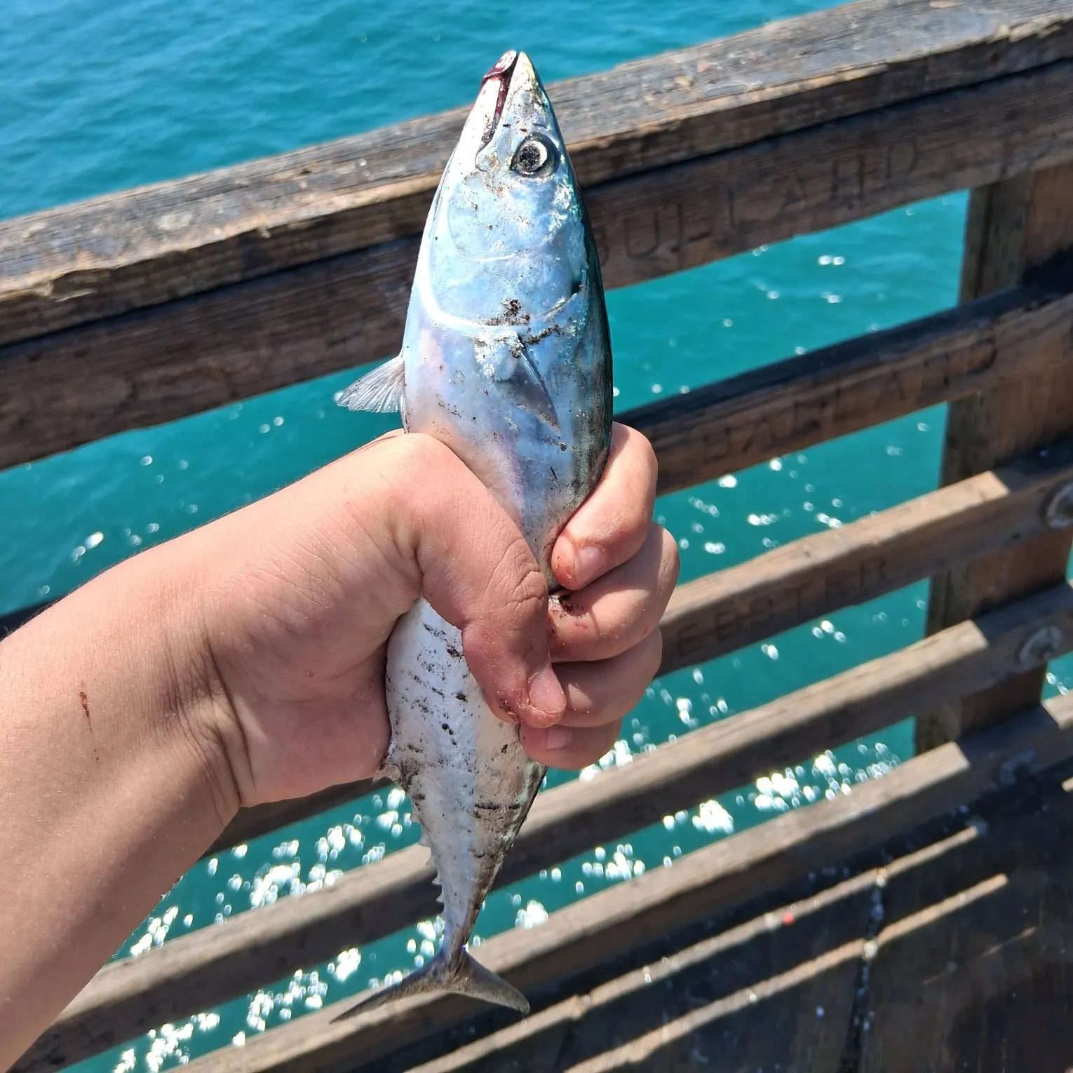 The most recent Striped bonito catches on Fishbrain