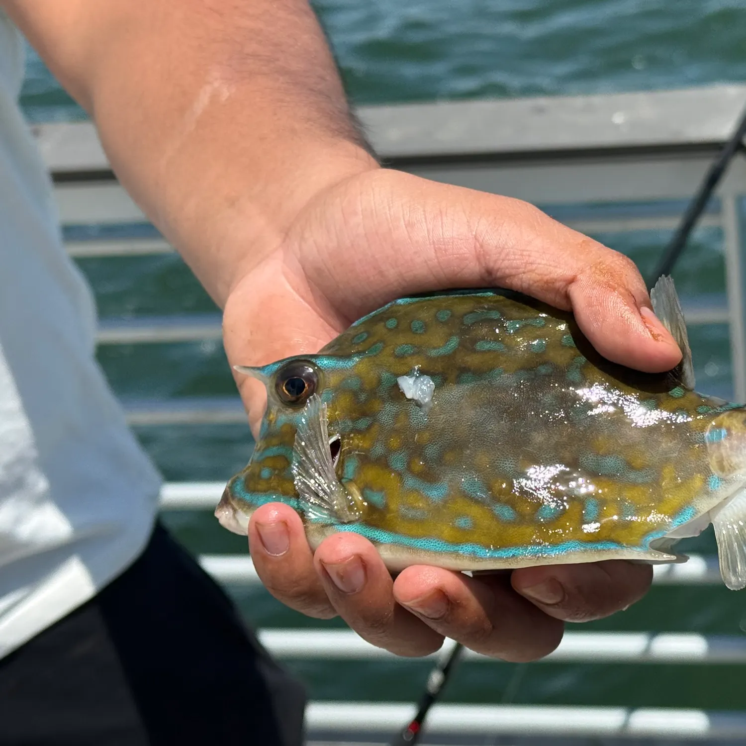 The most recent Scrawled cowfish catches on Fishbrain