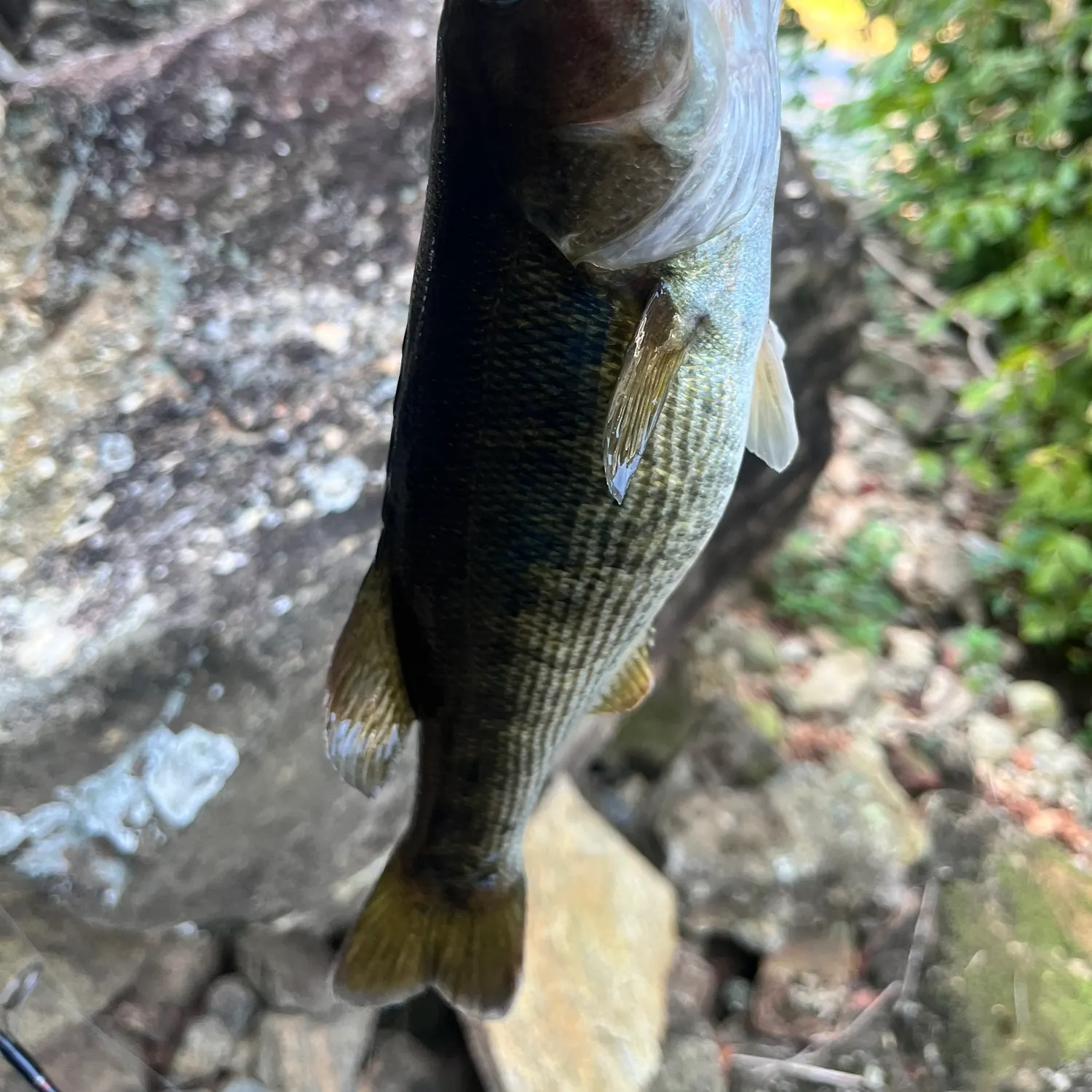 The most recent Redeye bass catches on Fishbrain