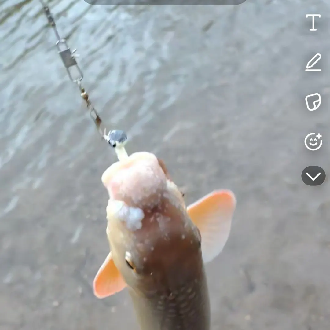 The most recent Greater redhorse catches on Fishbrain