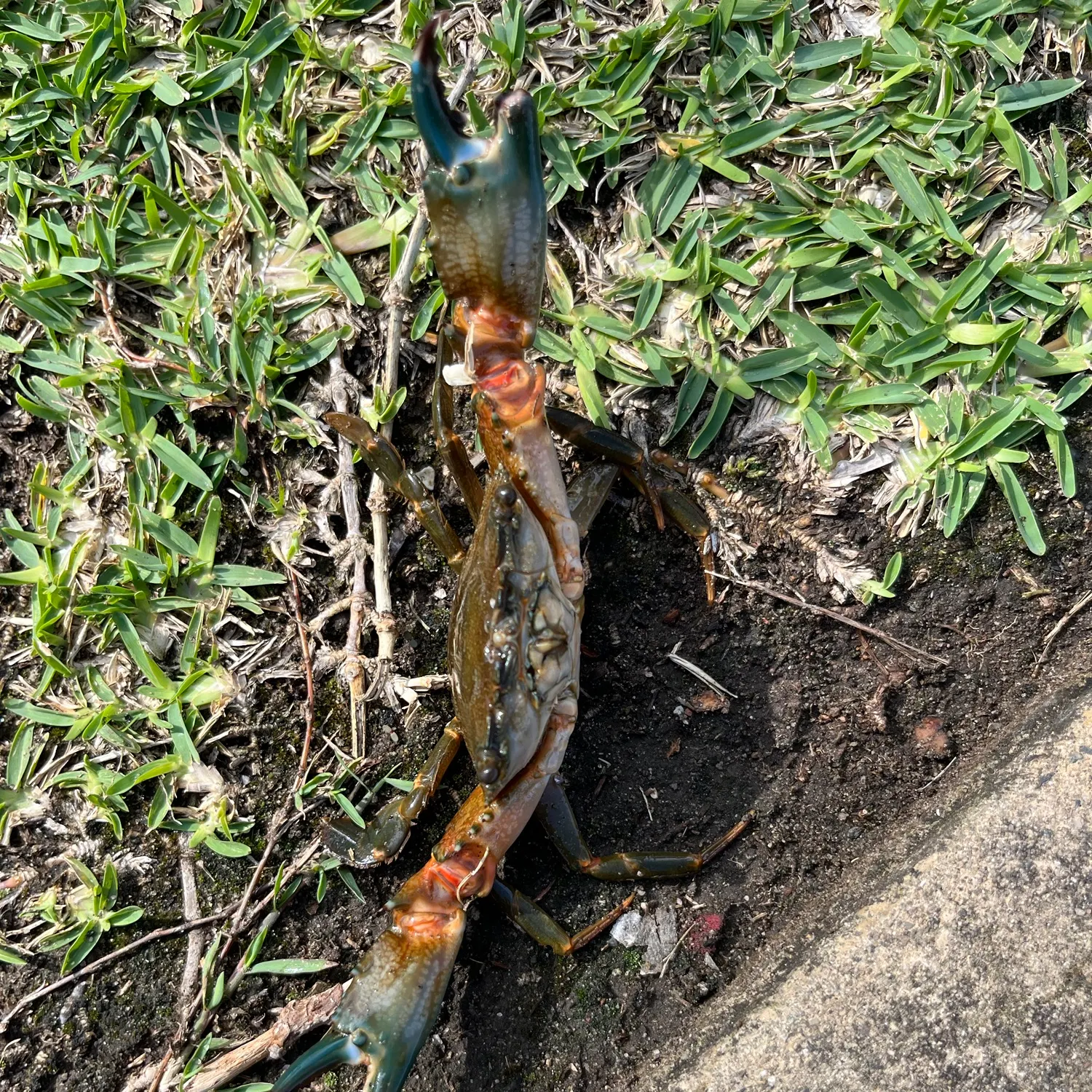 The most recent Blue swimmer crab catches on Fishbrain
