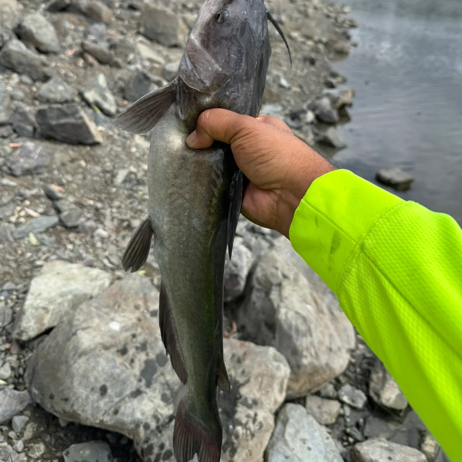 Channel catfish caught on Fishbrain